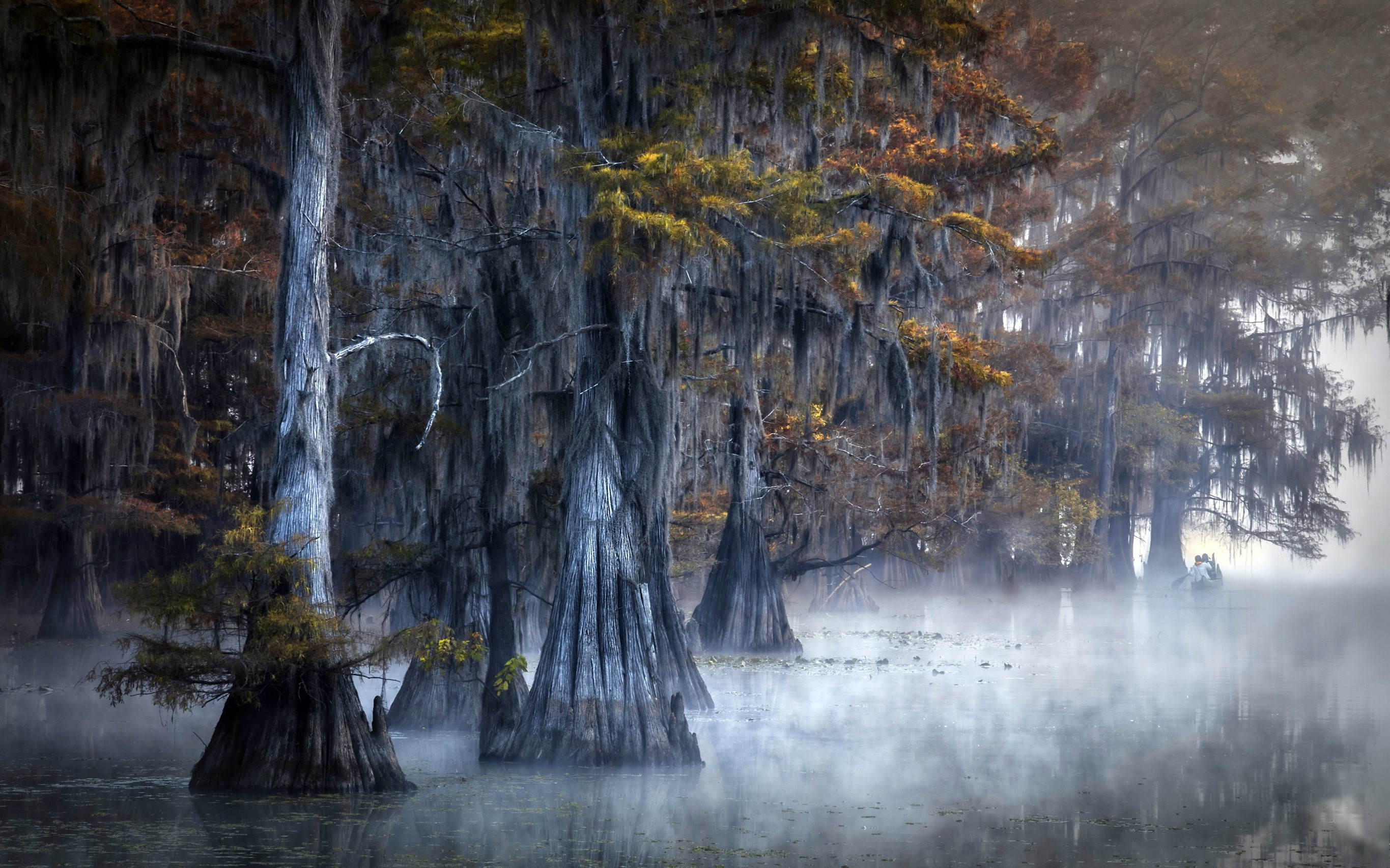 Misty swamp with cypress trees and Spanish moss HD Wallpaper