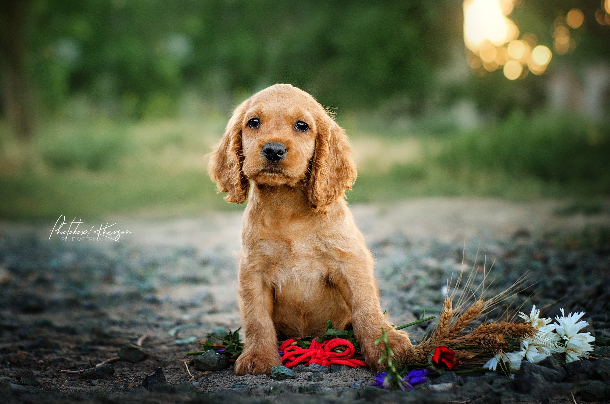 Golden Cocker Spaniel puppy sitting outdoors with flowers HD Wallpaper