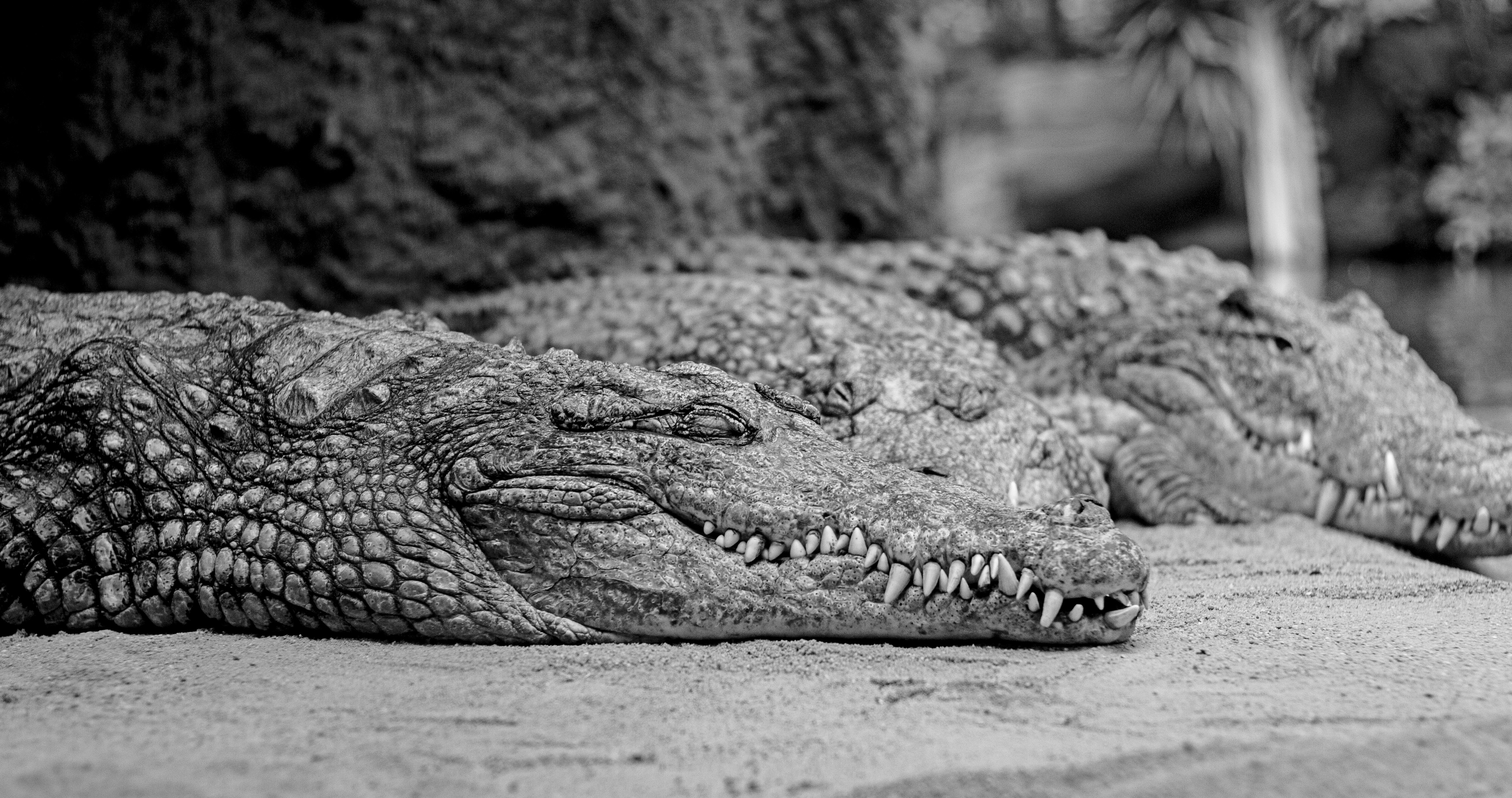 Monochrome image of crocodiles resting HD Wallpaper