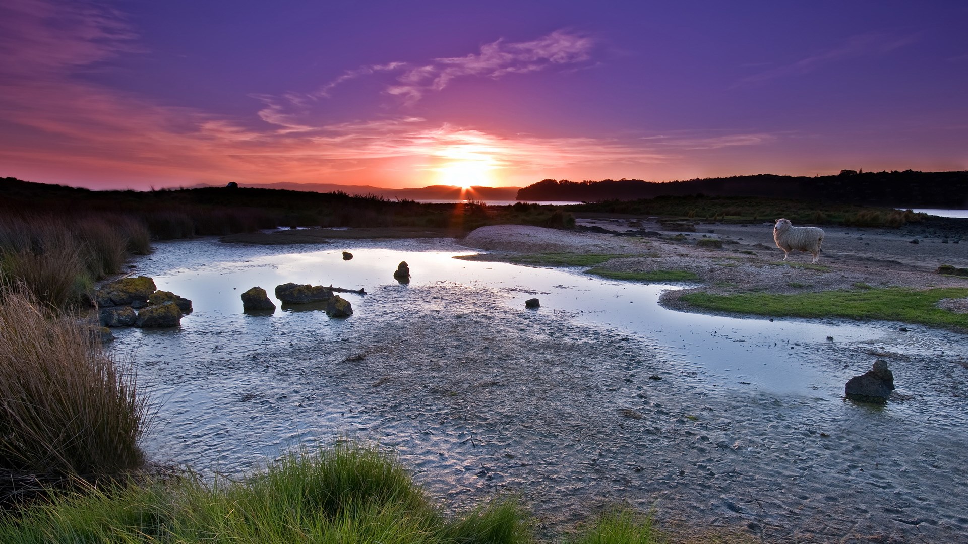 Sheep by a tidal pool at sunset HD Wallpaper