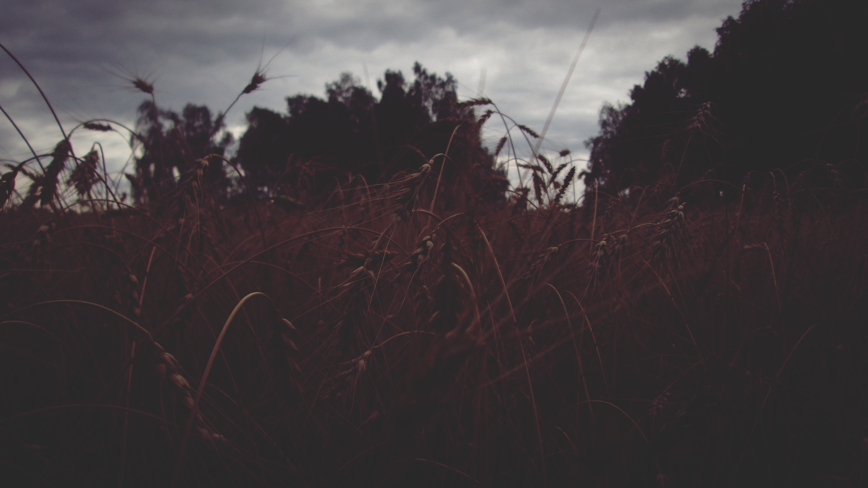 Wheat field under a cloudy sky HD Wallpaper