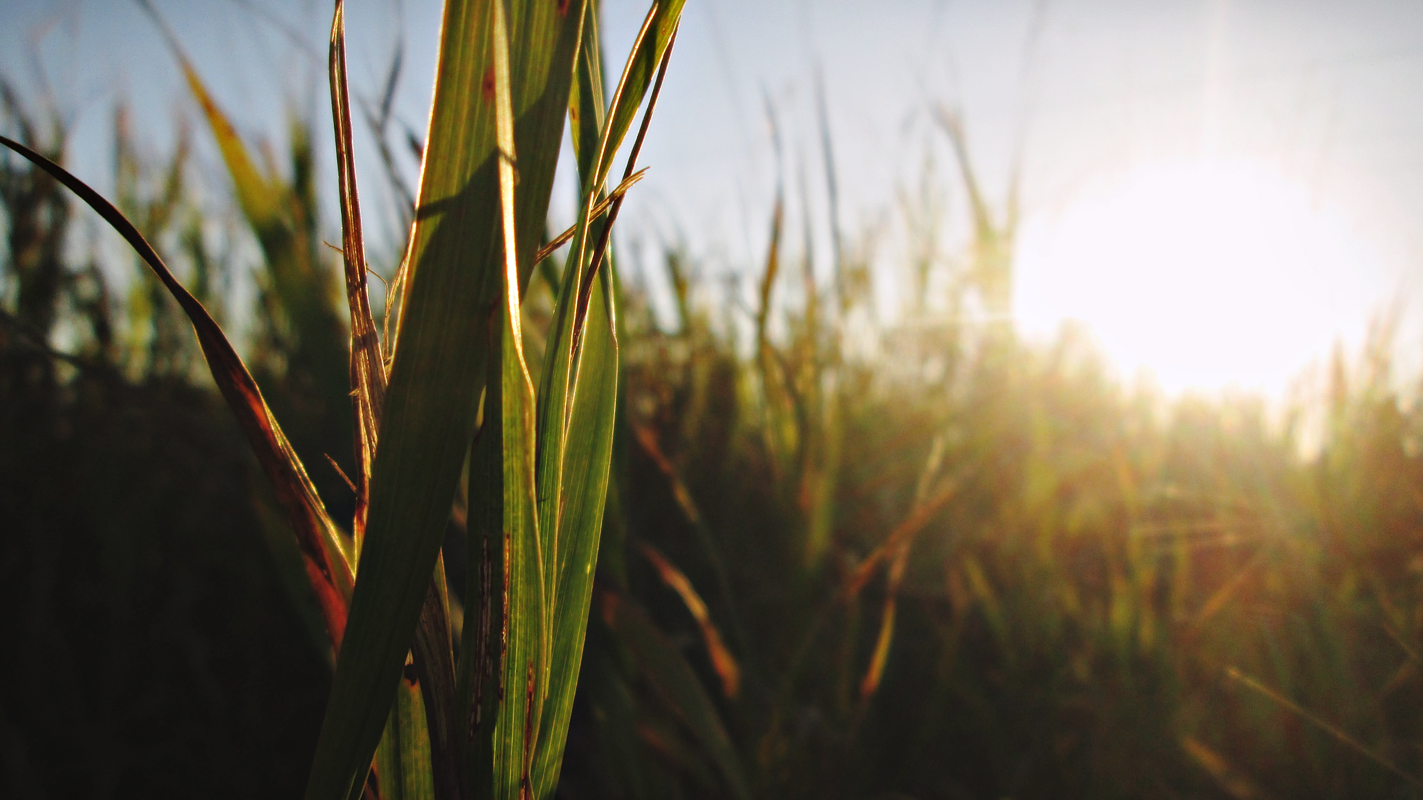 Sunlight filtering through tall grass in a field HD Wallpaper