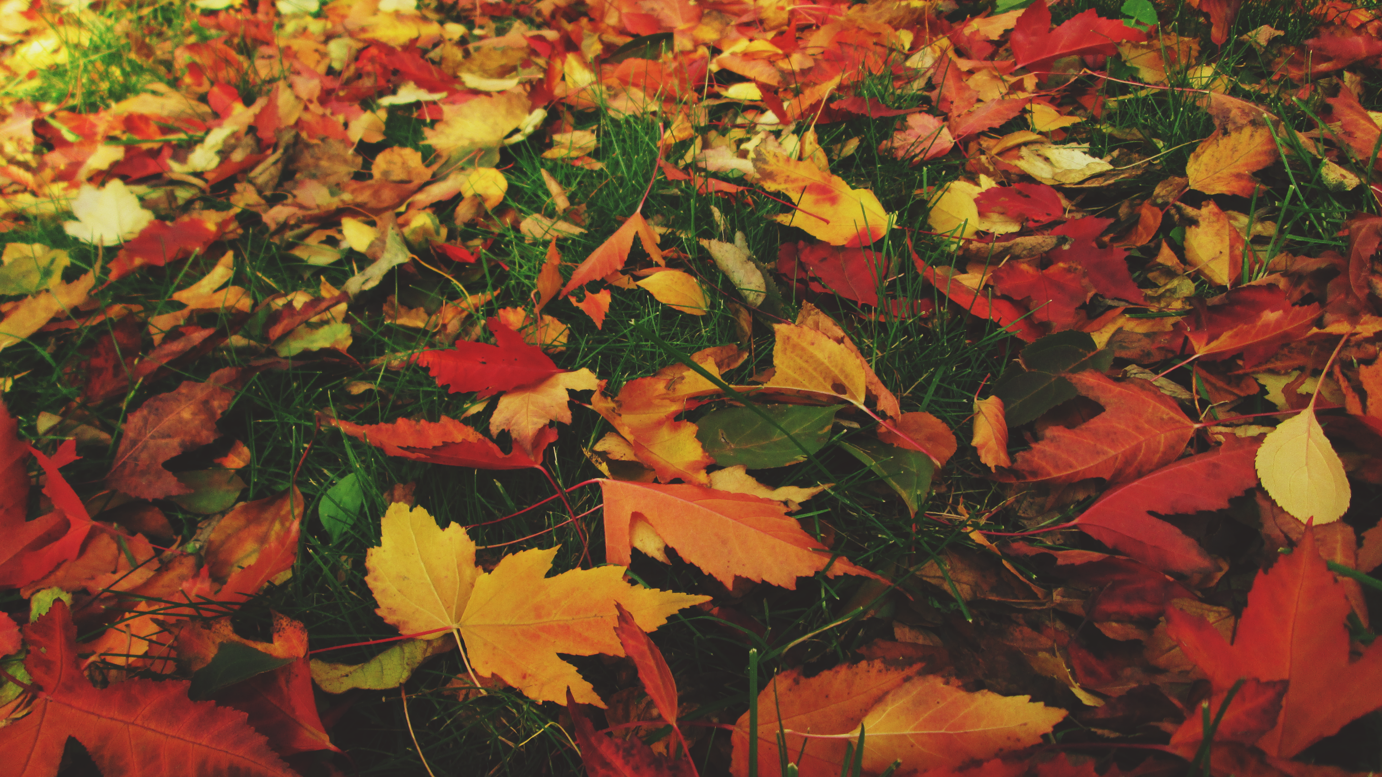 Fallen autumn leaves on green grass HD Wallpaper