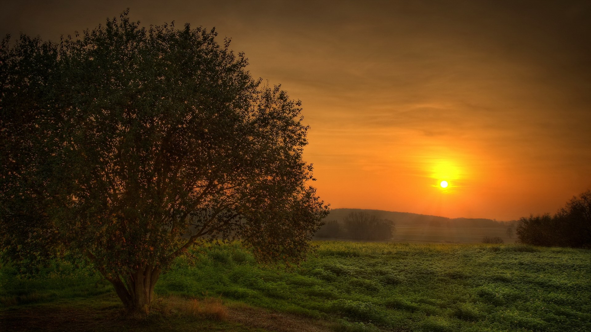 Tree in a field at sunset HD Wallpaper