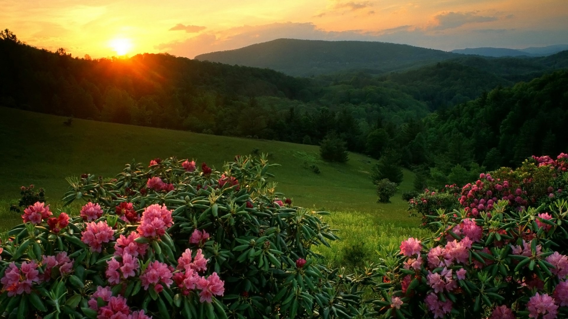 Sunset over rolling hills with pink rhododendrons HD Wallpaper