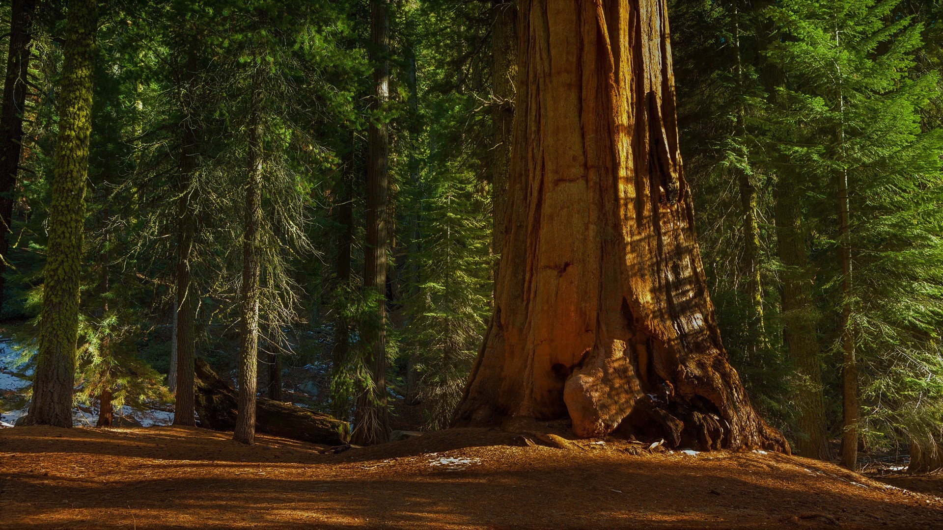 Giant Sequoia tree in a sunlit forest HD Wallpaper