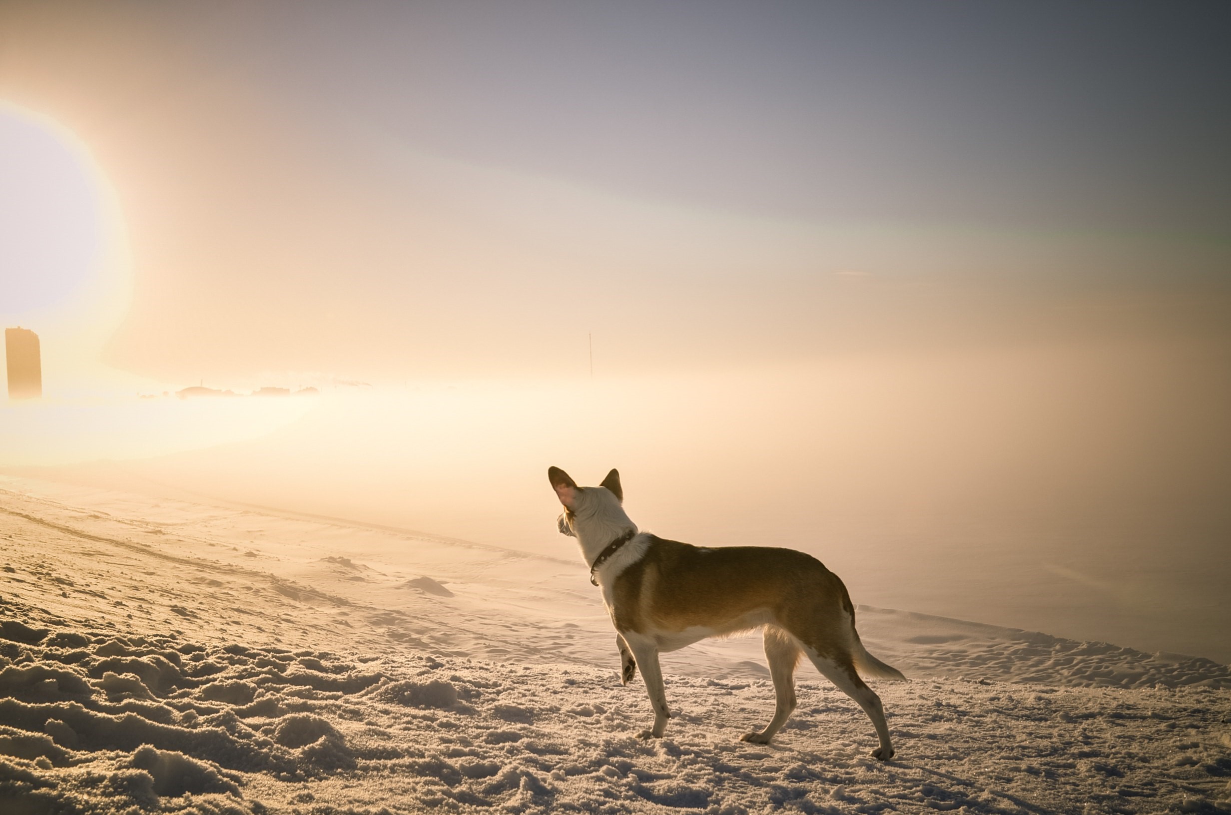 Dog standing on a snowy hill at sunrise HD Wallpaper