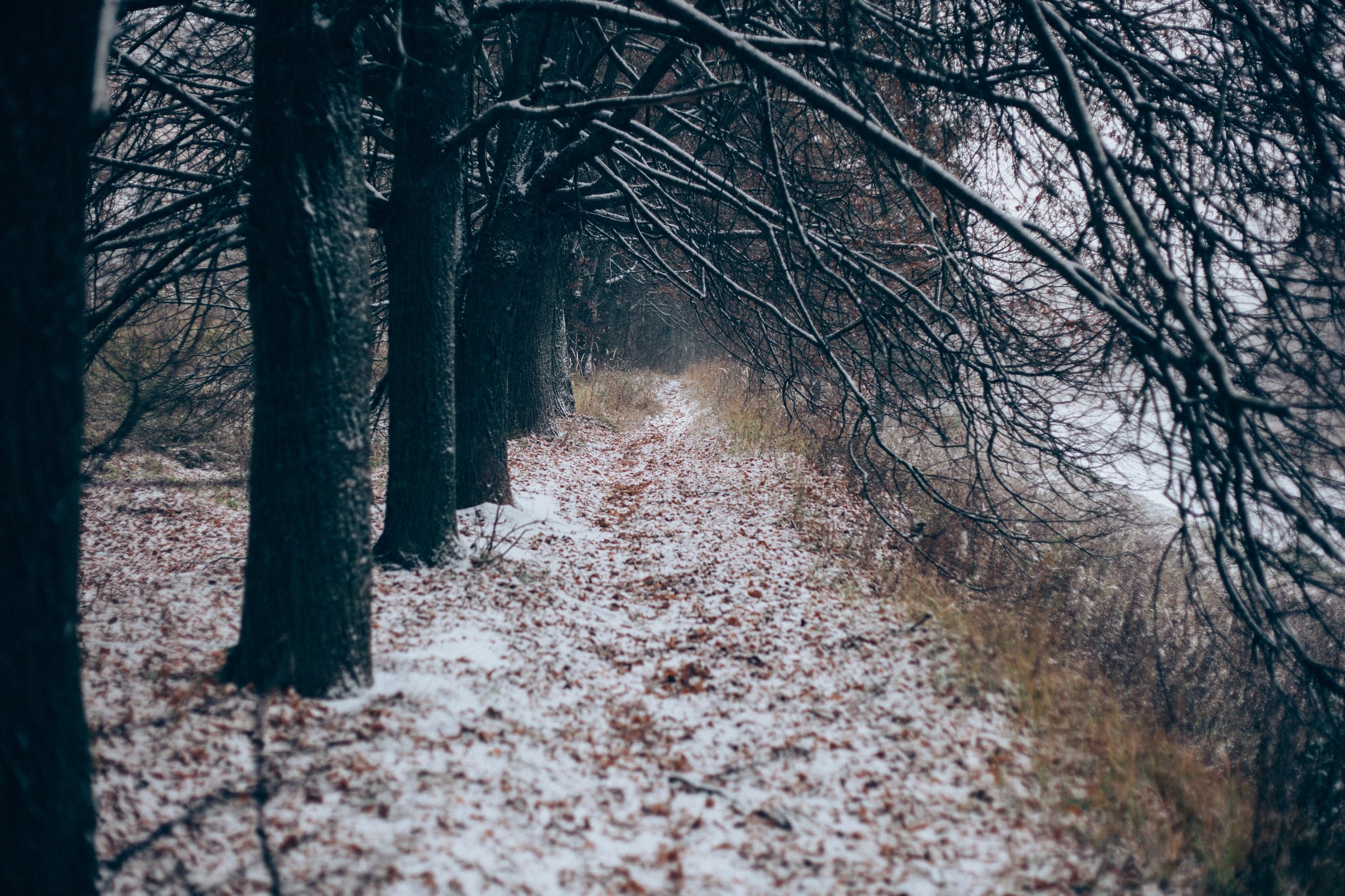 Snowy forest path with bare trees HD Wallpaper