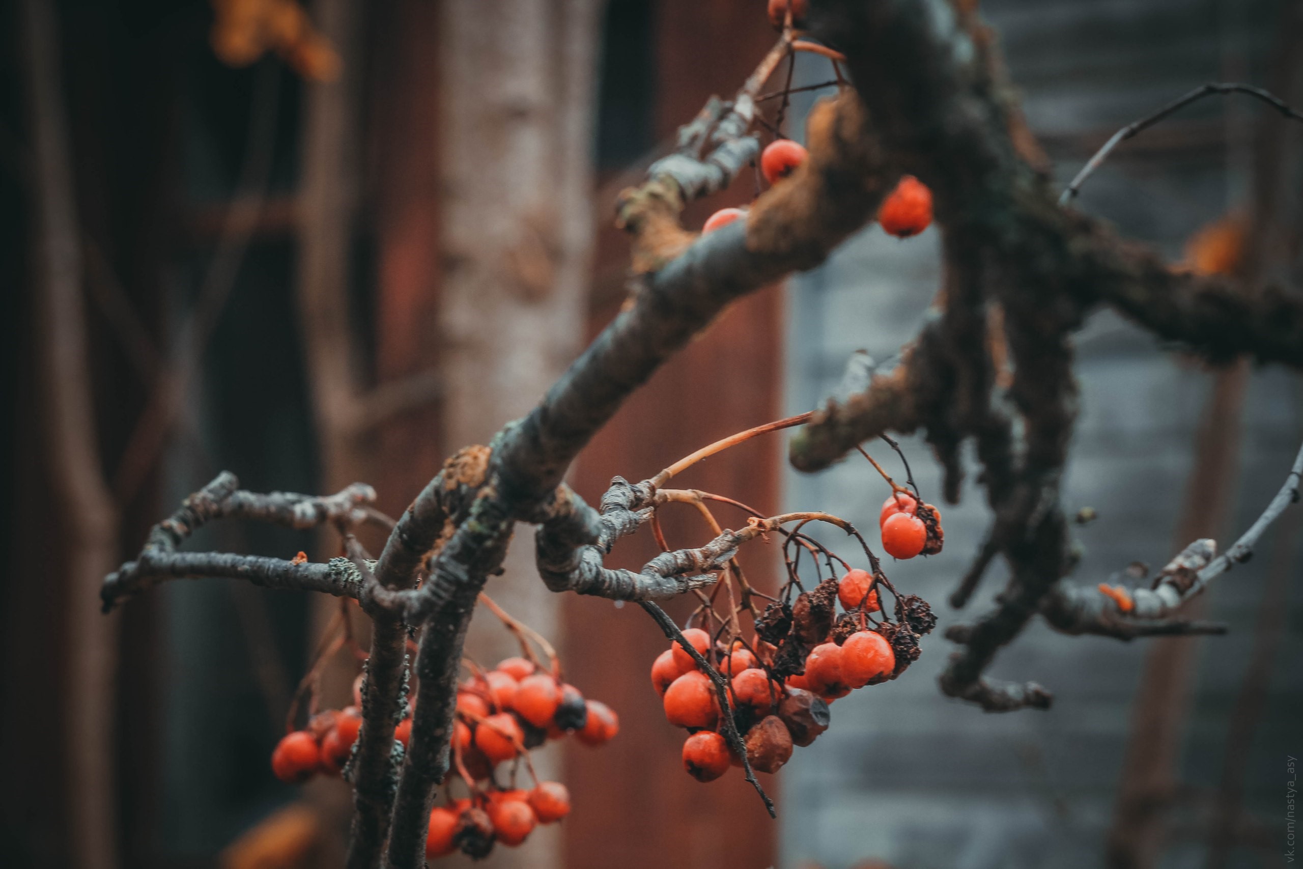 Red berries on a tree branch in fall HD Wallpaper