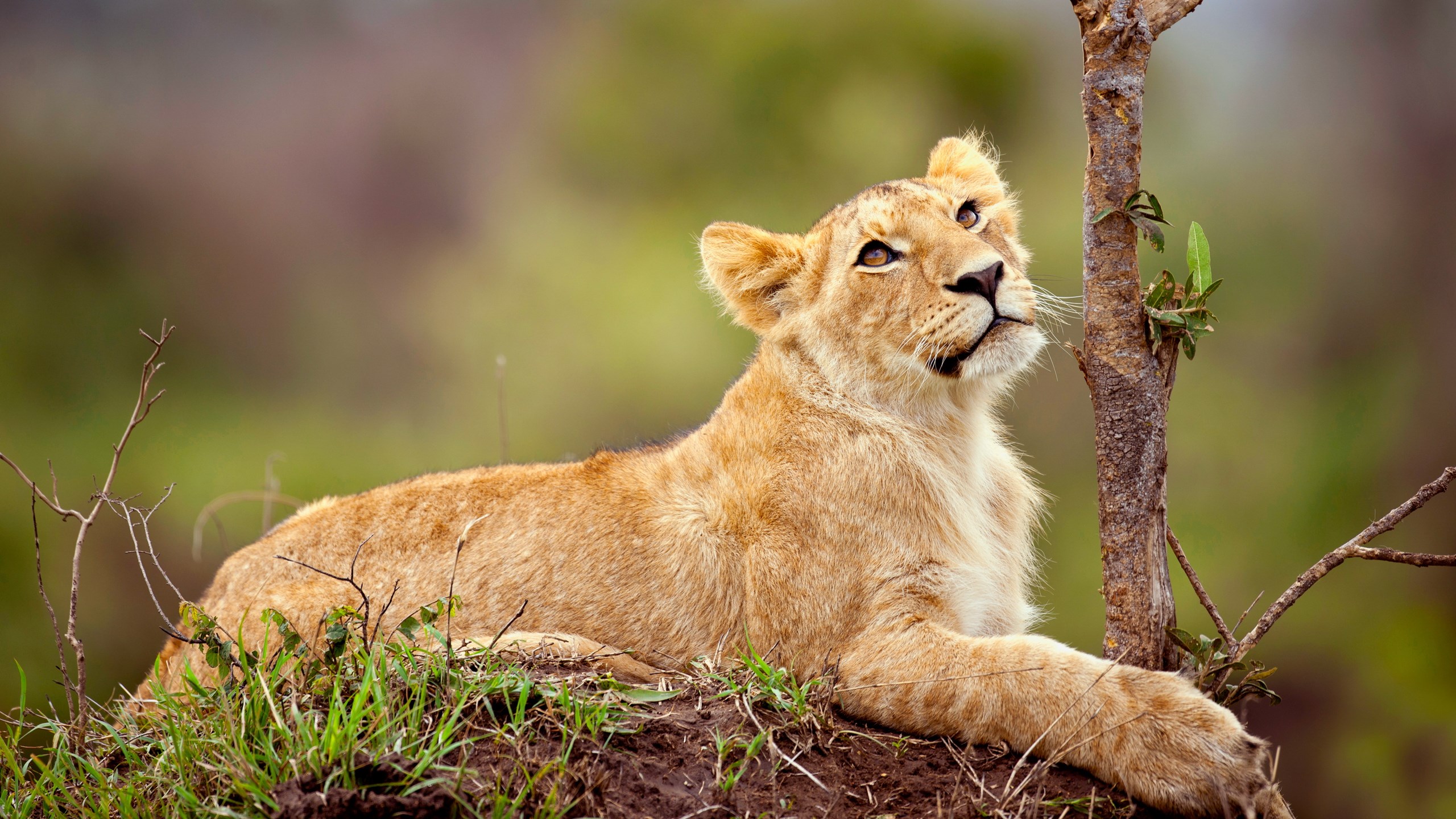 Lion cub resting near a tree HD Wallpaper