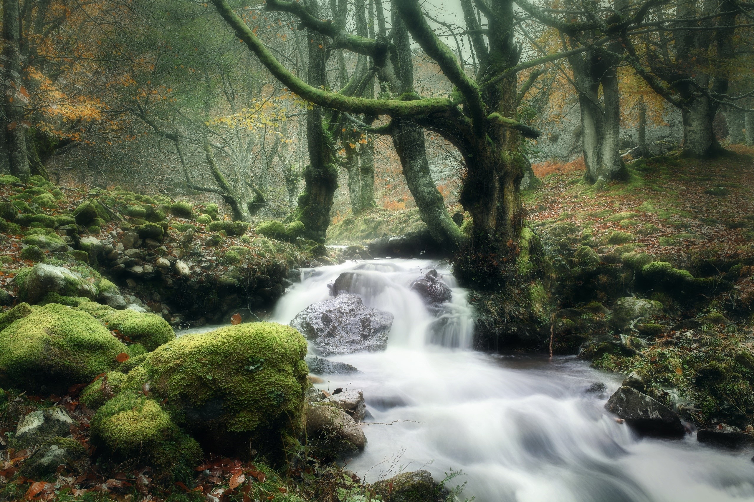 Mossy trees and a stream in a forest HD Wallpaper