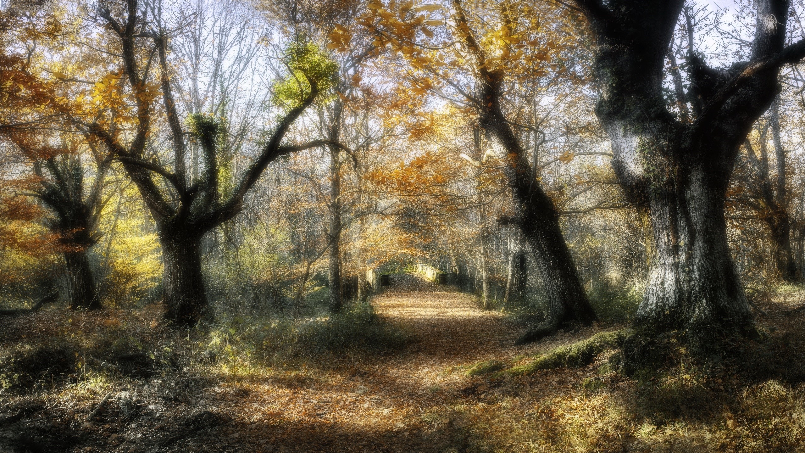 Autumn forest path with trees and fallen leaves HD Wallpaper