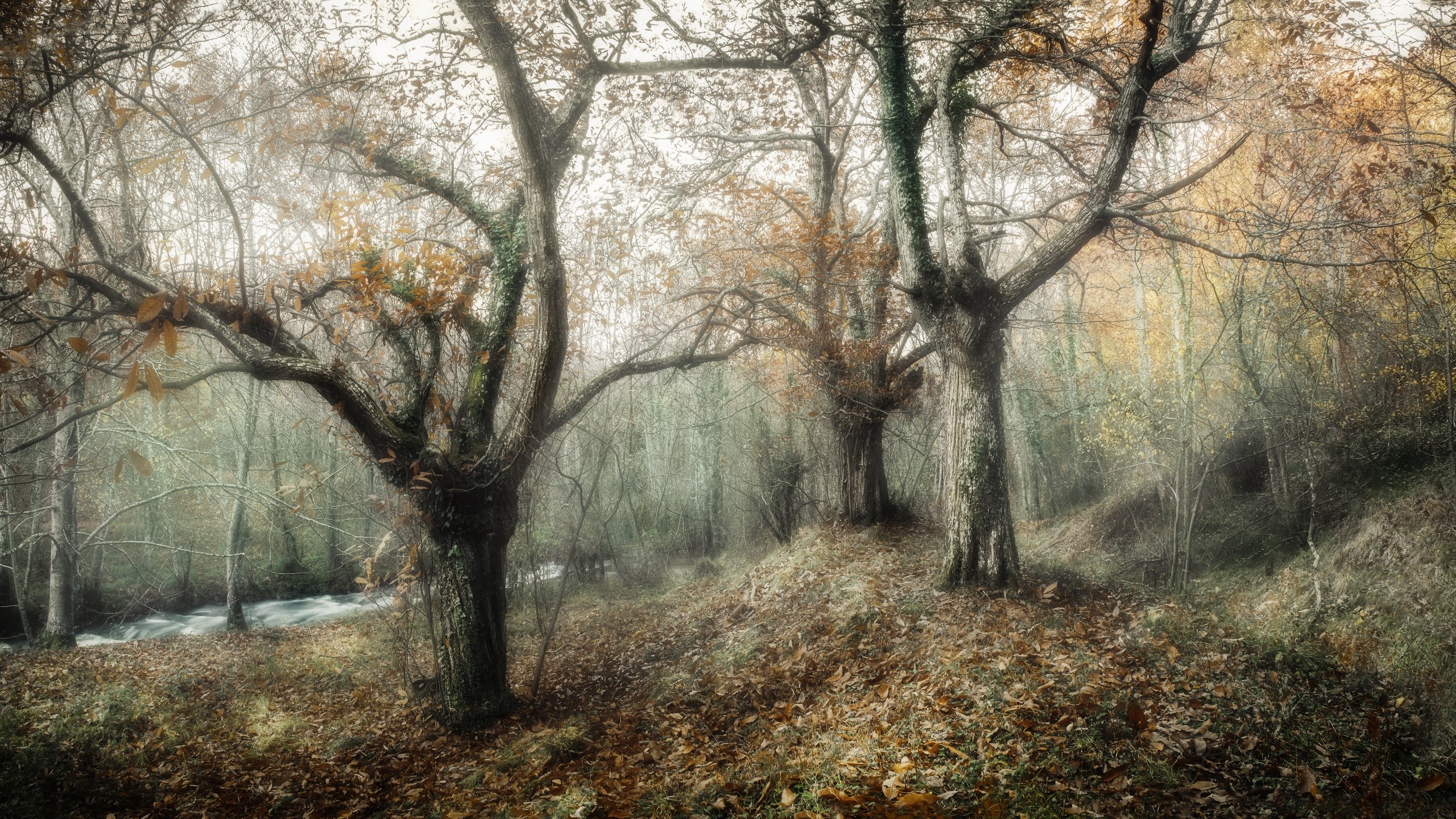 Autumn forest with trees and a stream HD Wallpaper