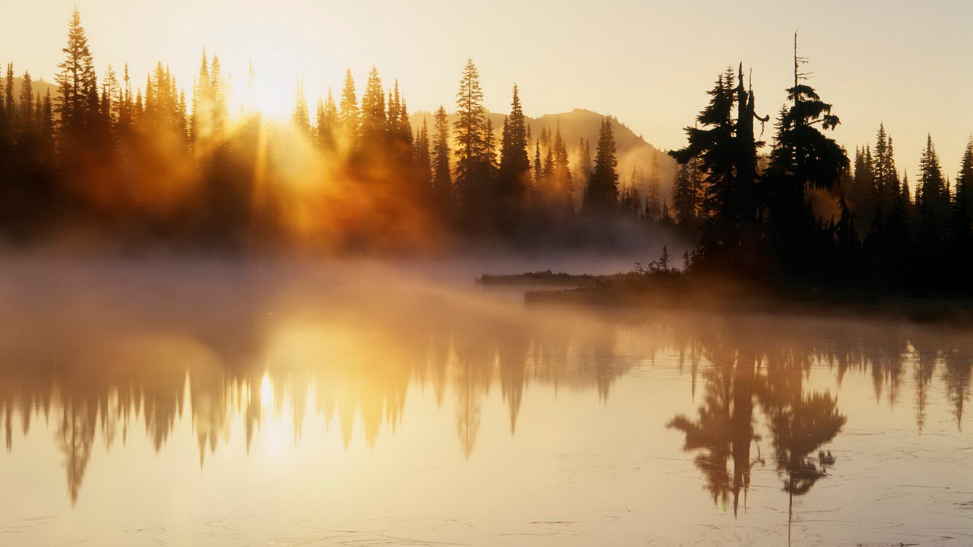 Sunrise over misty lake and pine forest HD Wallpaper