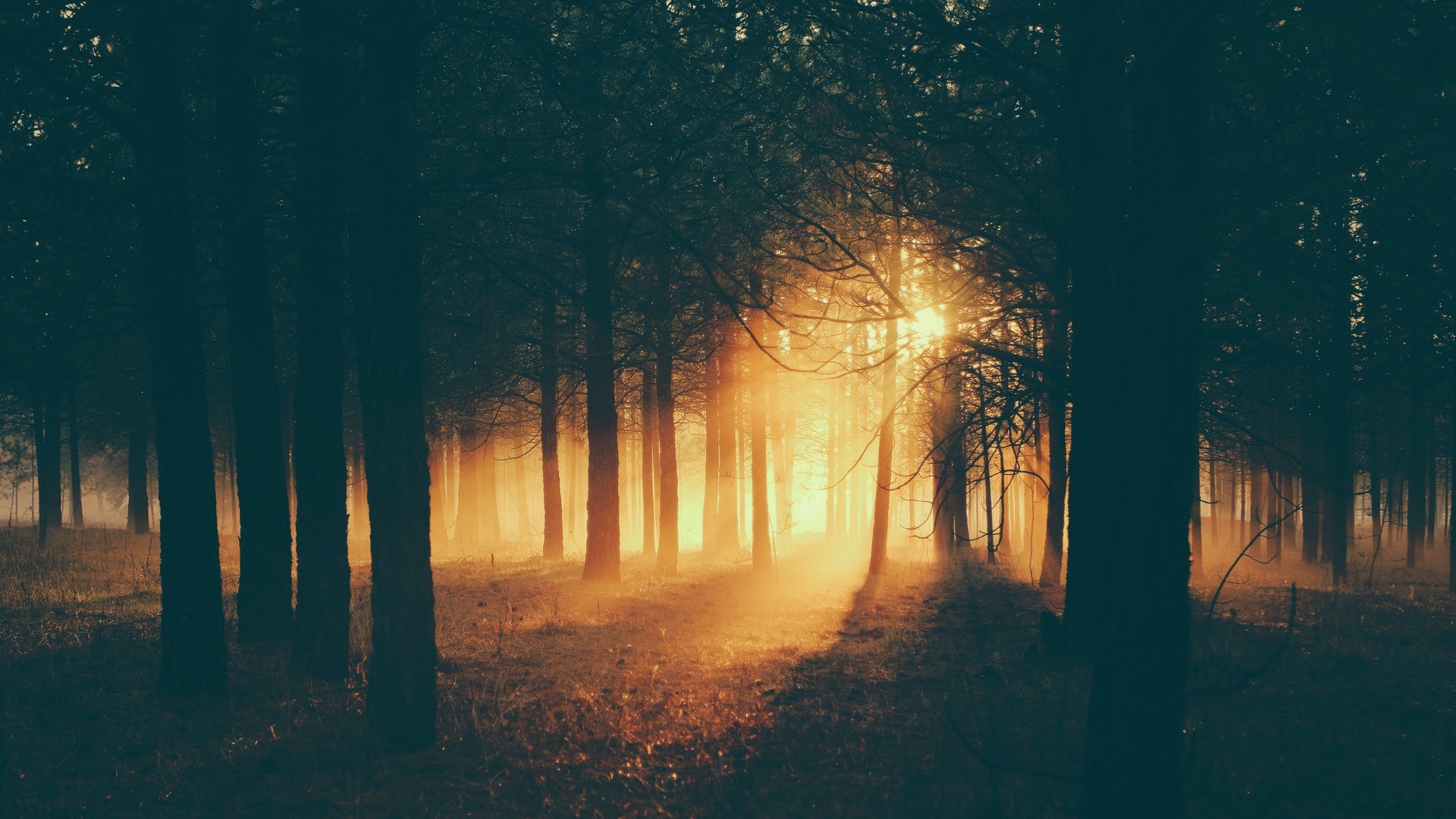 Sunlight filtering through a misty forest HD Wallpaper