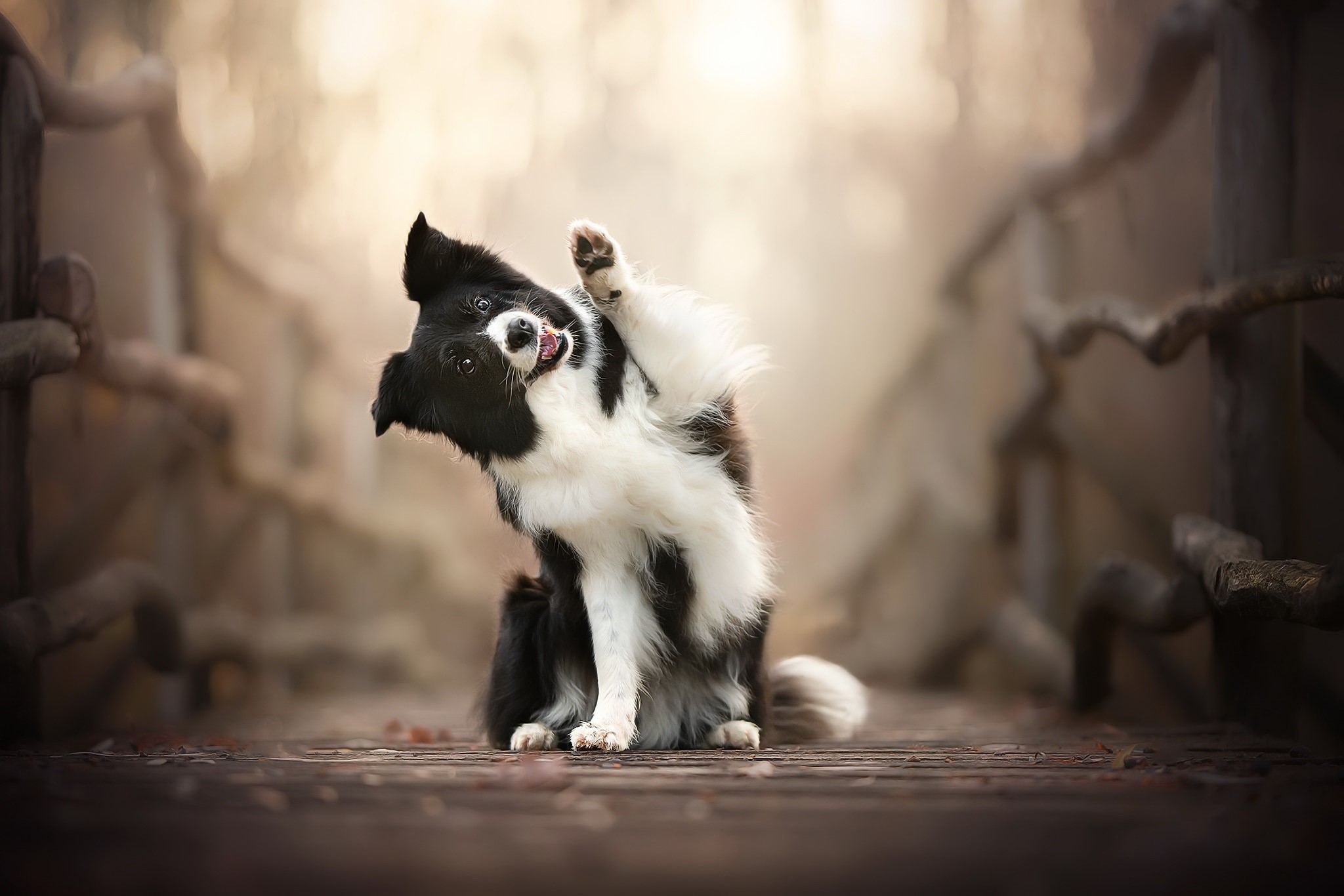 Border Collie dog sitting on a wooden bridge HD Wallpaper