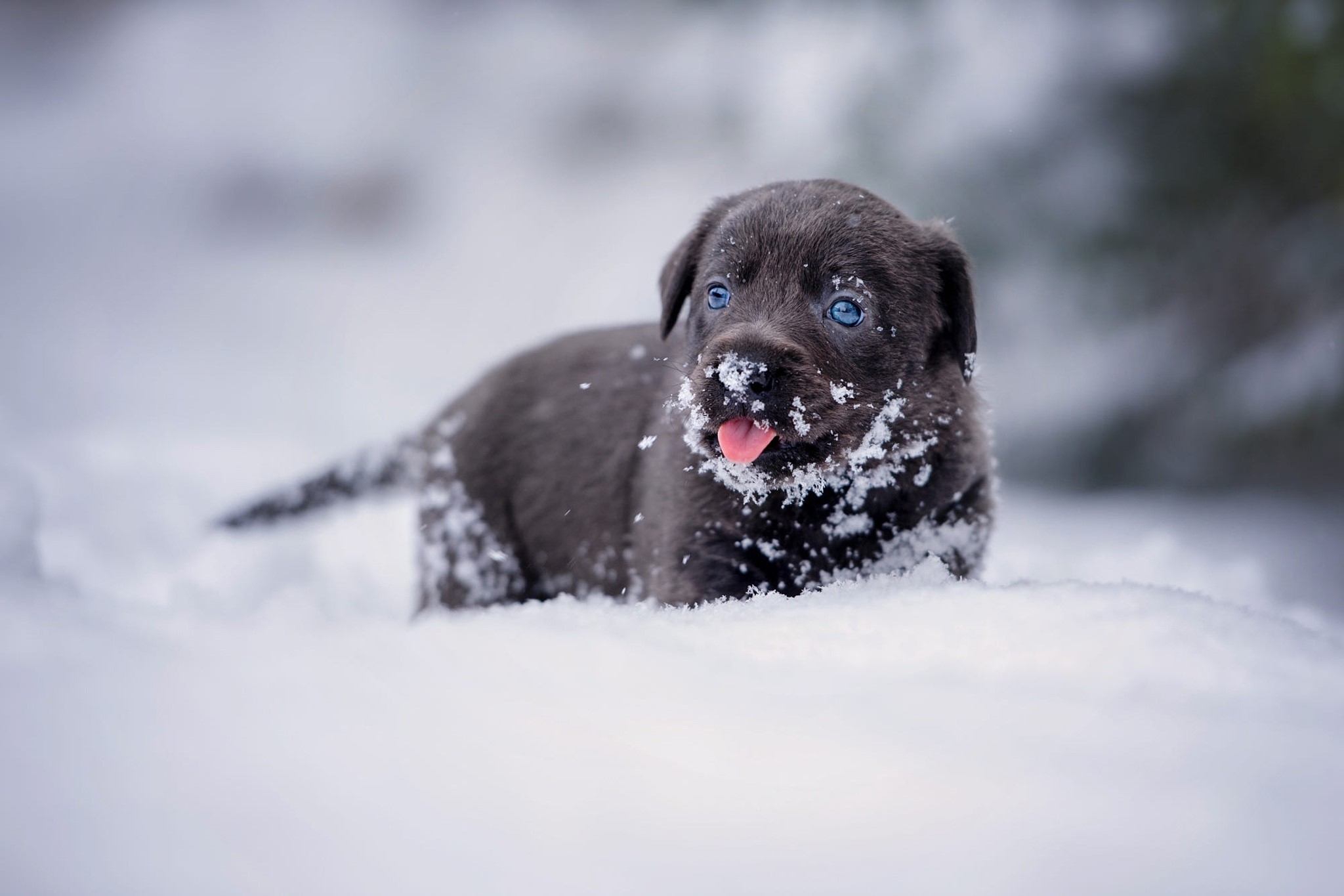 Puppy with blue eyes in the snow HD Wallpaper