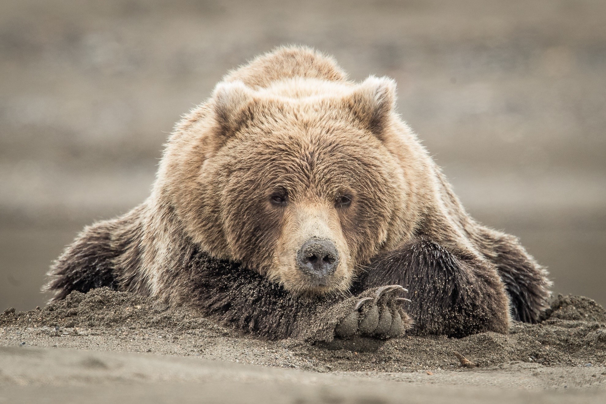 A brown bear rests on sandy ground HD Wallpaper