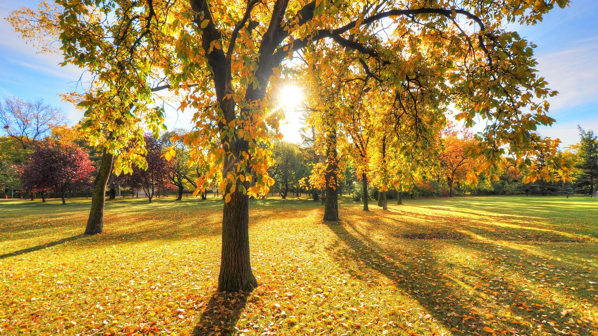Autumn park with sun shining through trees HD Wallpaper
