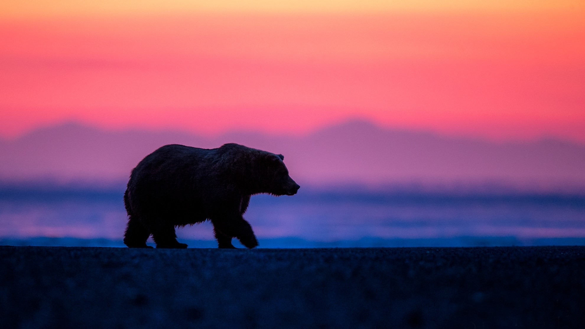 Silhouette of a bear walking at sunrise HD Wallpaper