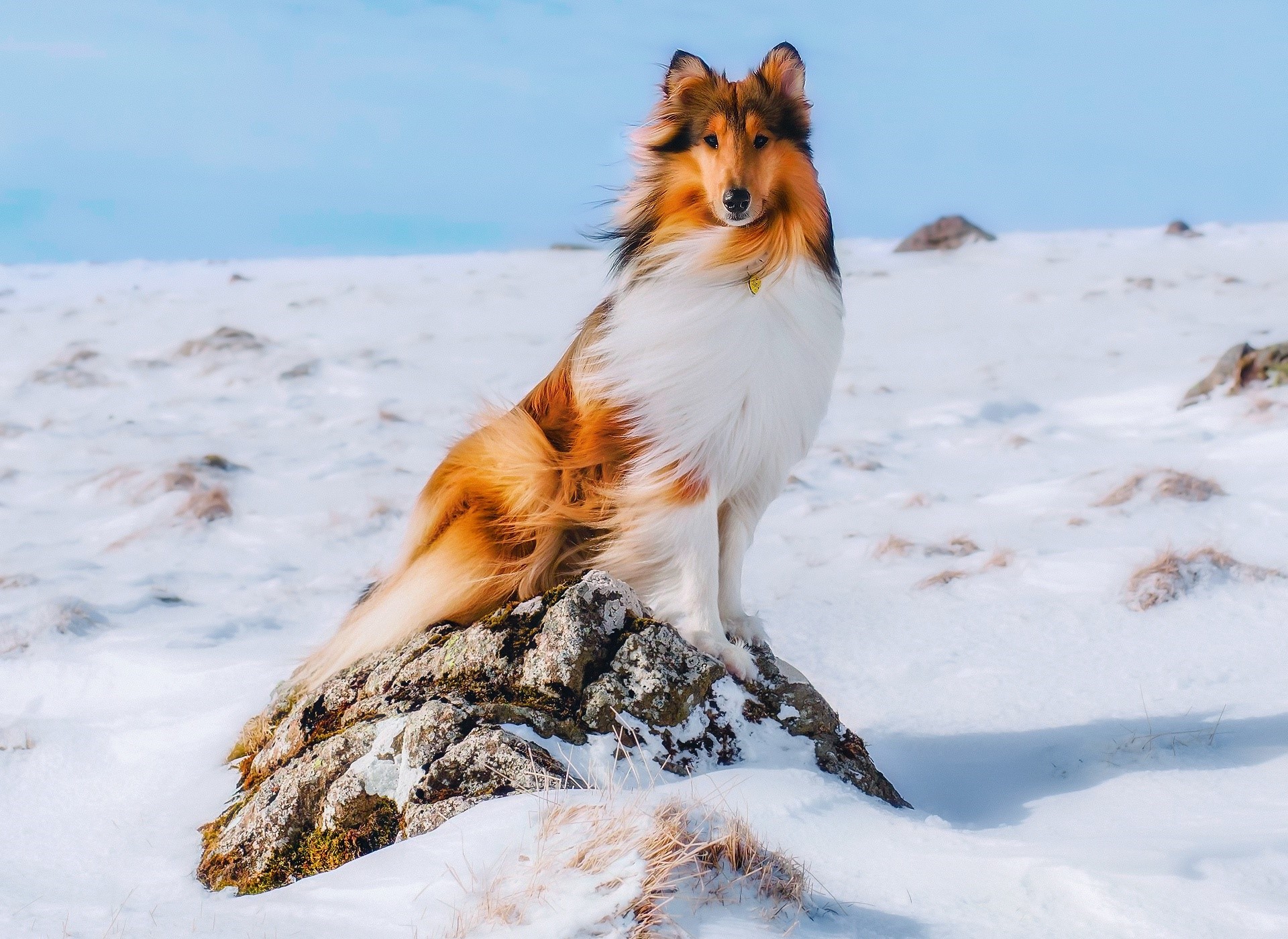 Collie dog sitting on a rock in the snow HD Wallpaper