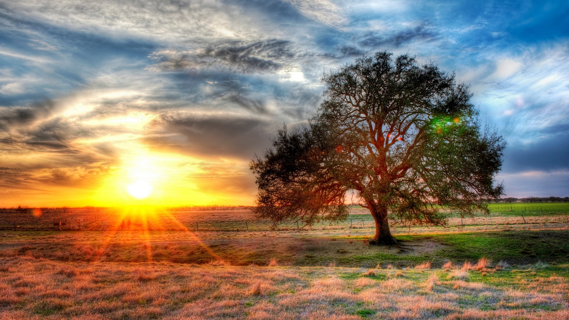 Lone tree in a field at sunset HD Wallpaper