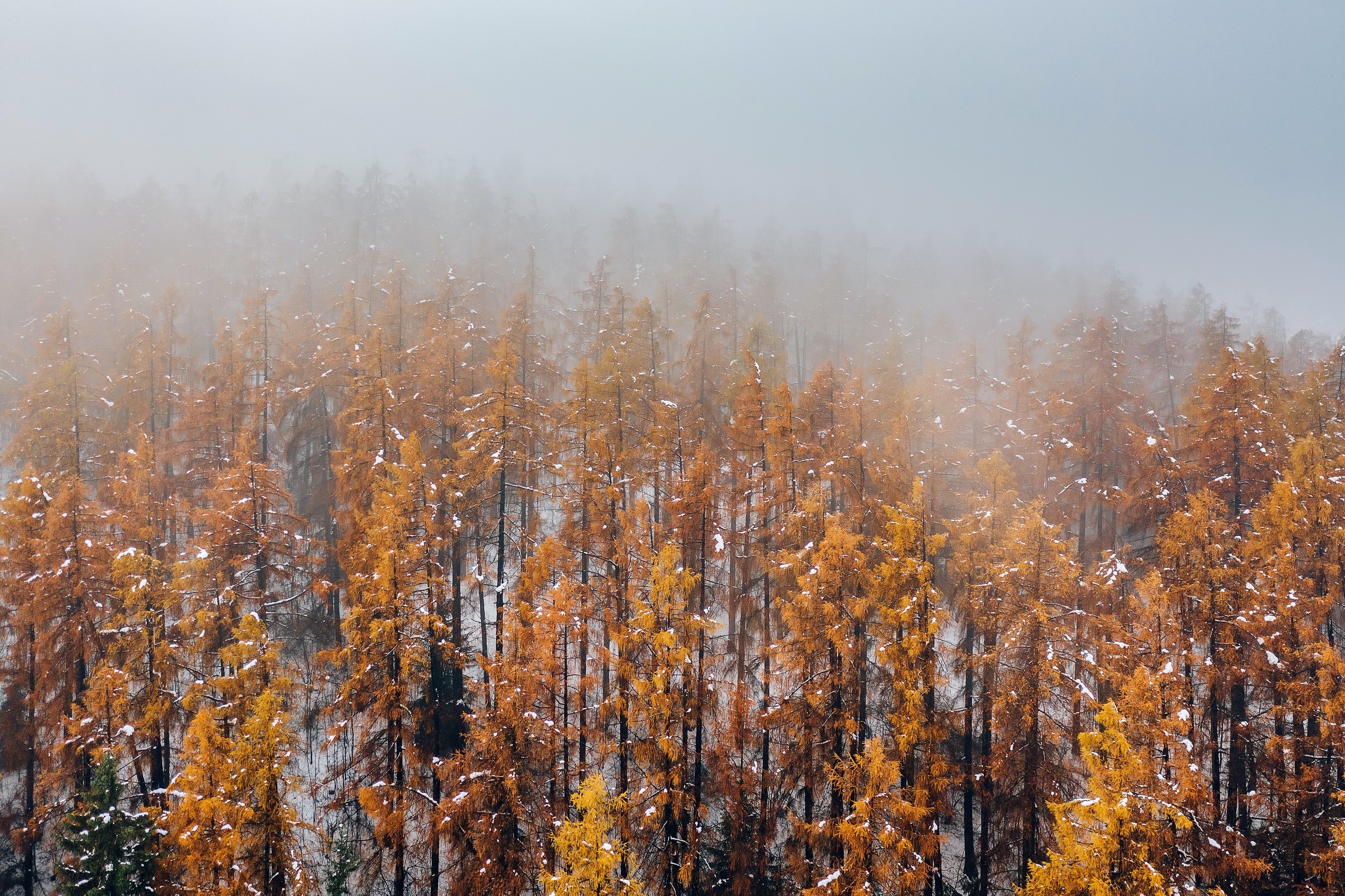 Autumn trees with snow and fog HD Wallpaper