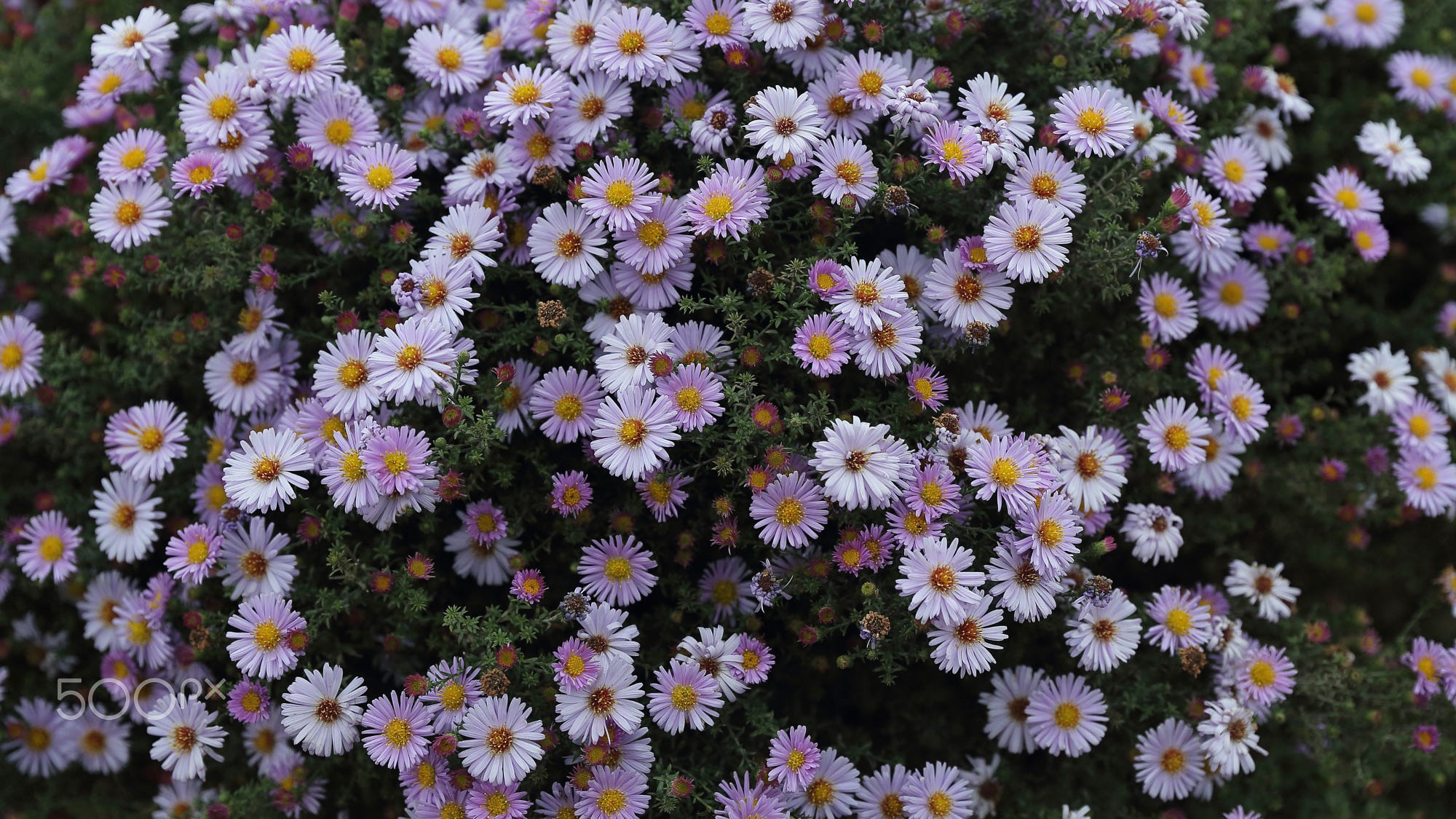 A bush of light purple and white aster flowers HD Wallpaper