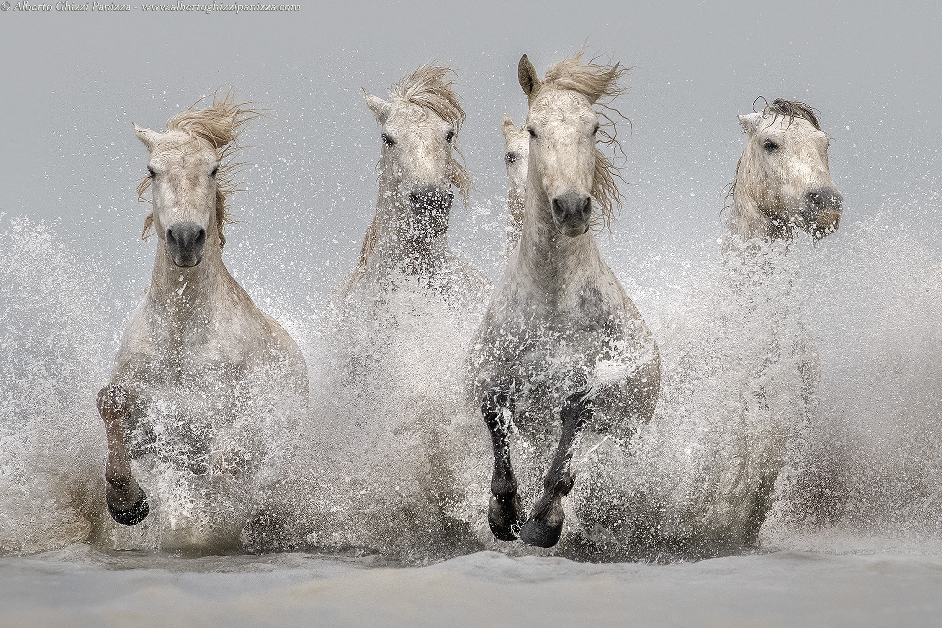Four white horses running through water HD Wallpaper