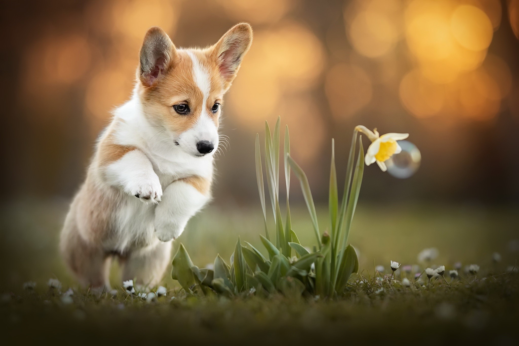 Corgi puppy jumping near a flower with a bubble HD Wallpaper