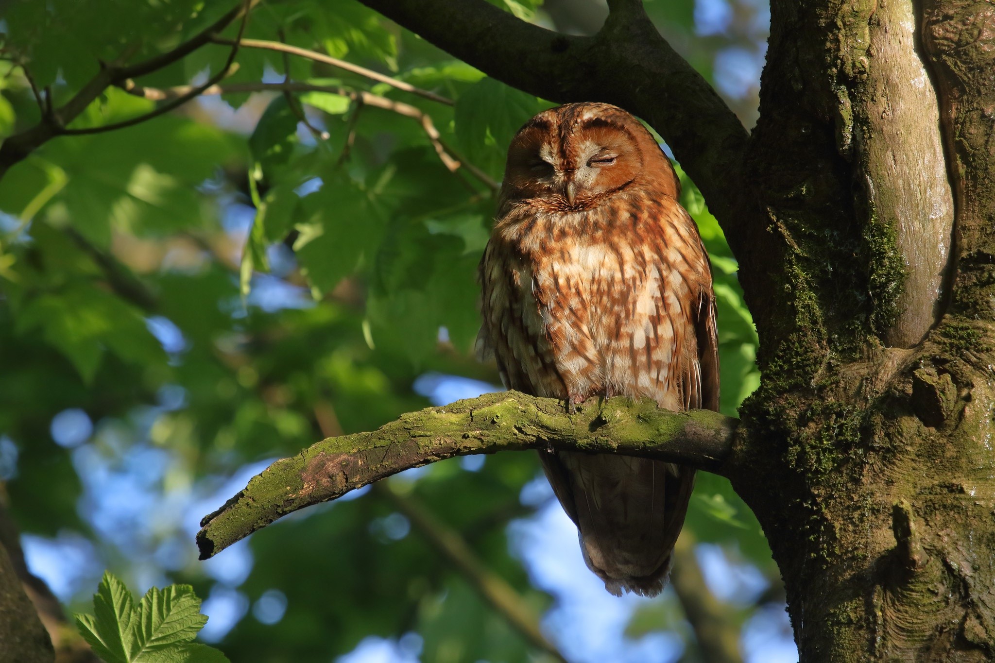Tawny owl perched on a tree branch HD Wallpaper