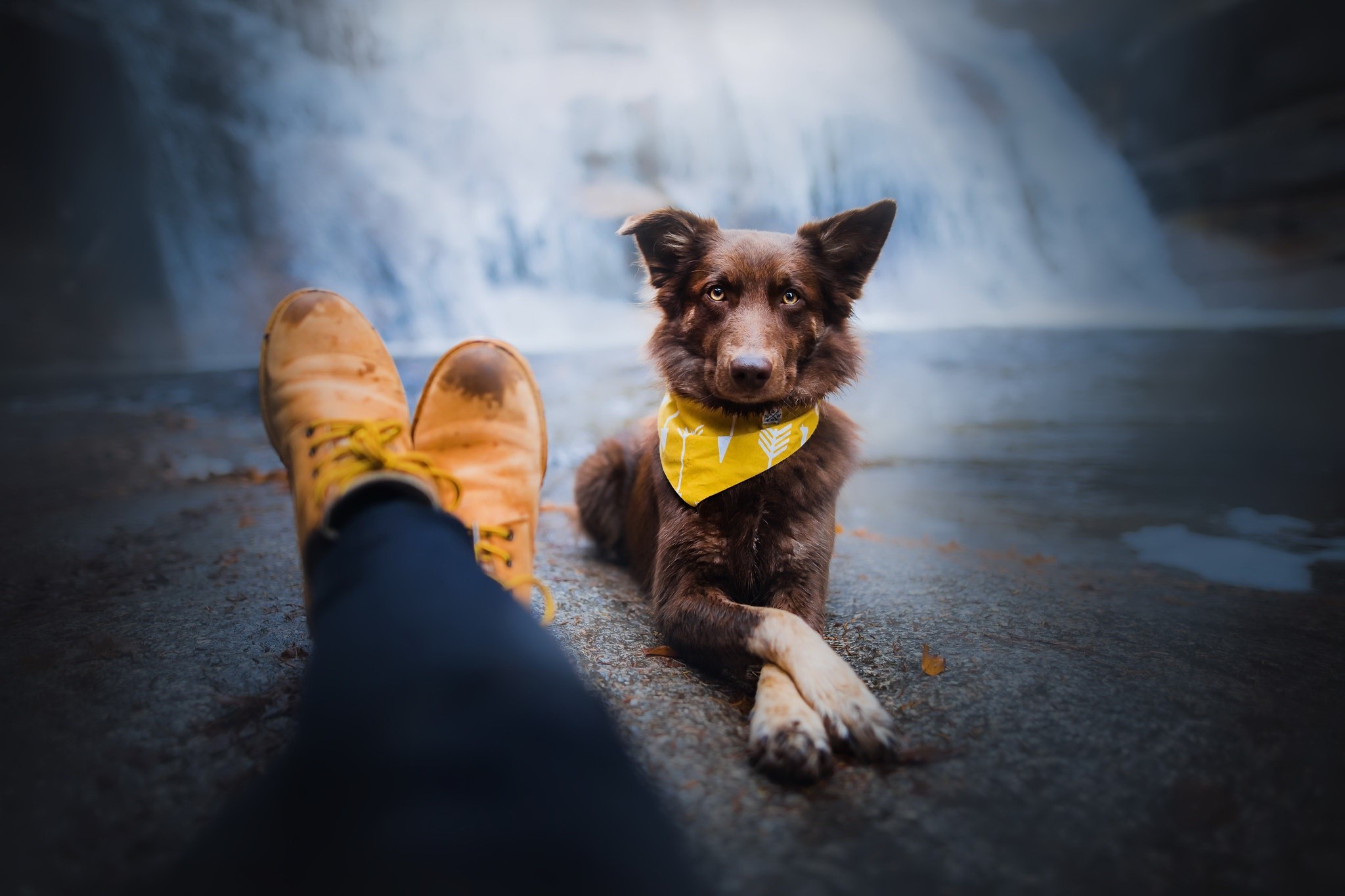 Brown dog with yellow bandana by waterfall HD Wallpaper