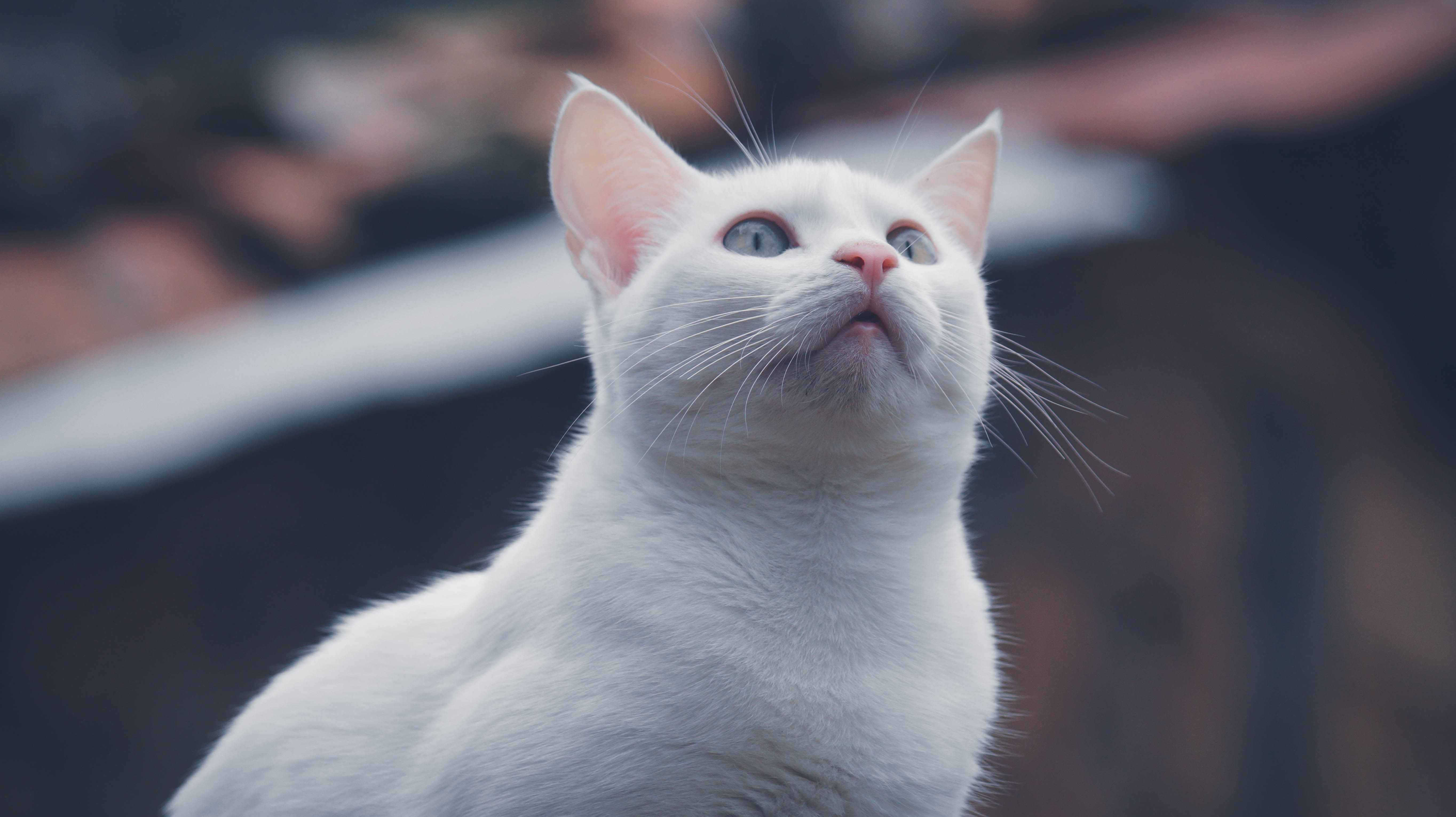 4K White Cat Looking Up HD Wallpaper