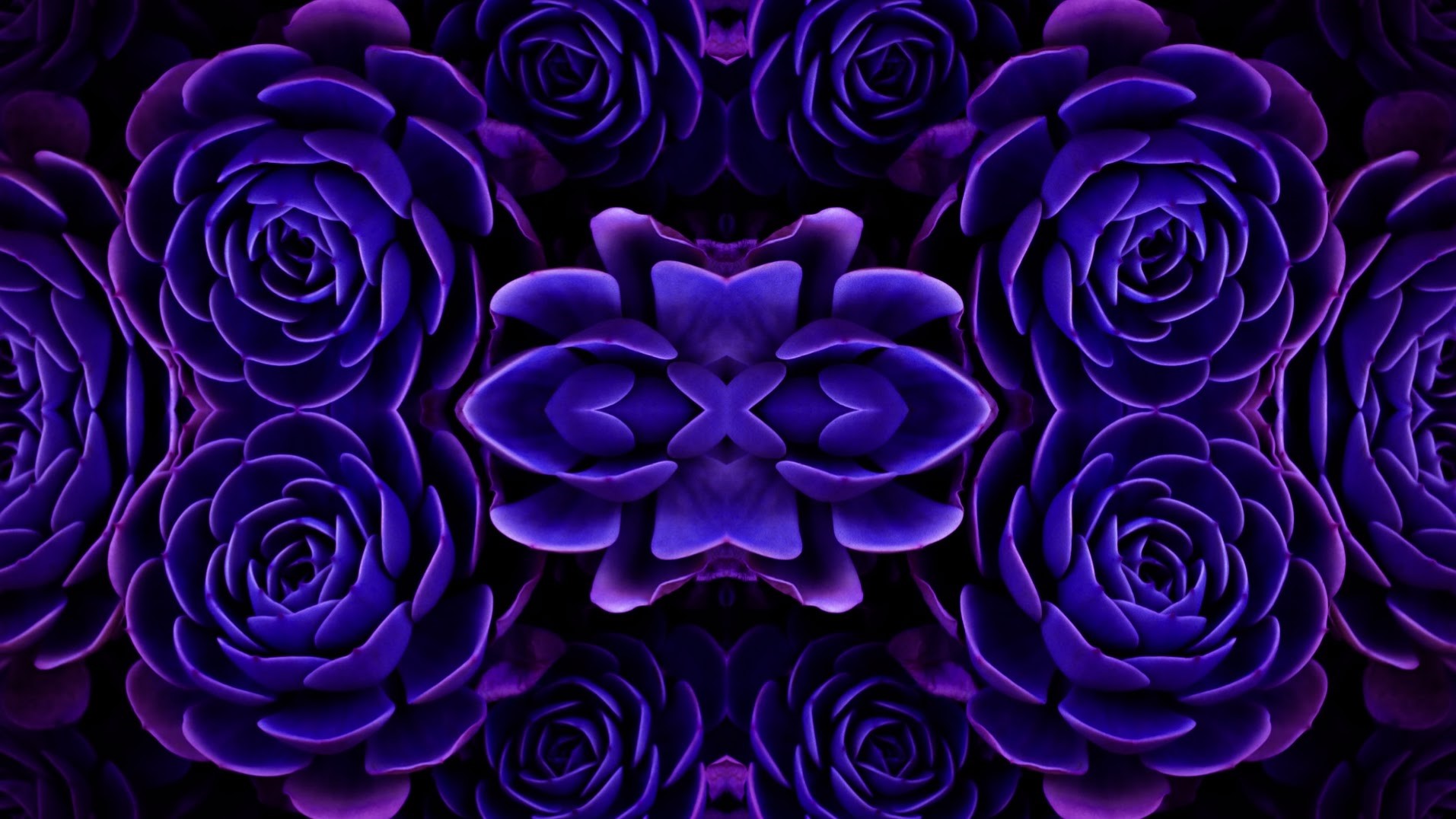 Symmetrical Purple Succulent Flowers HD Wallpaper