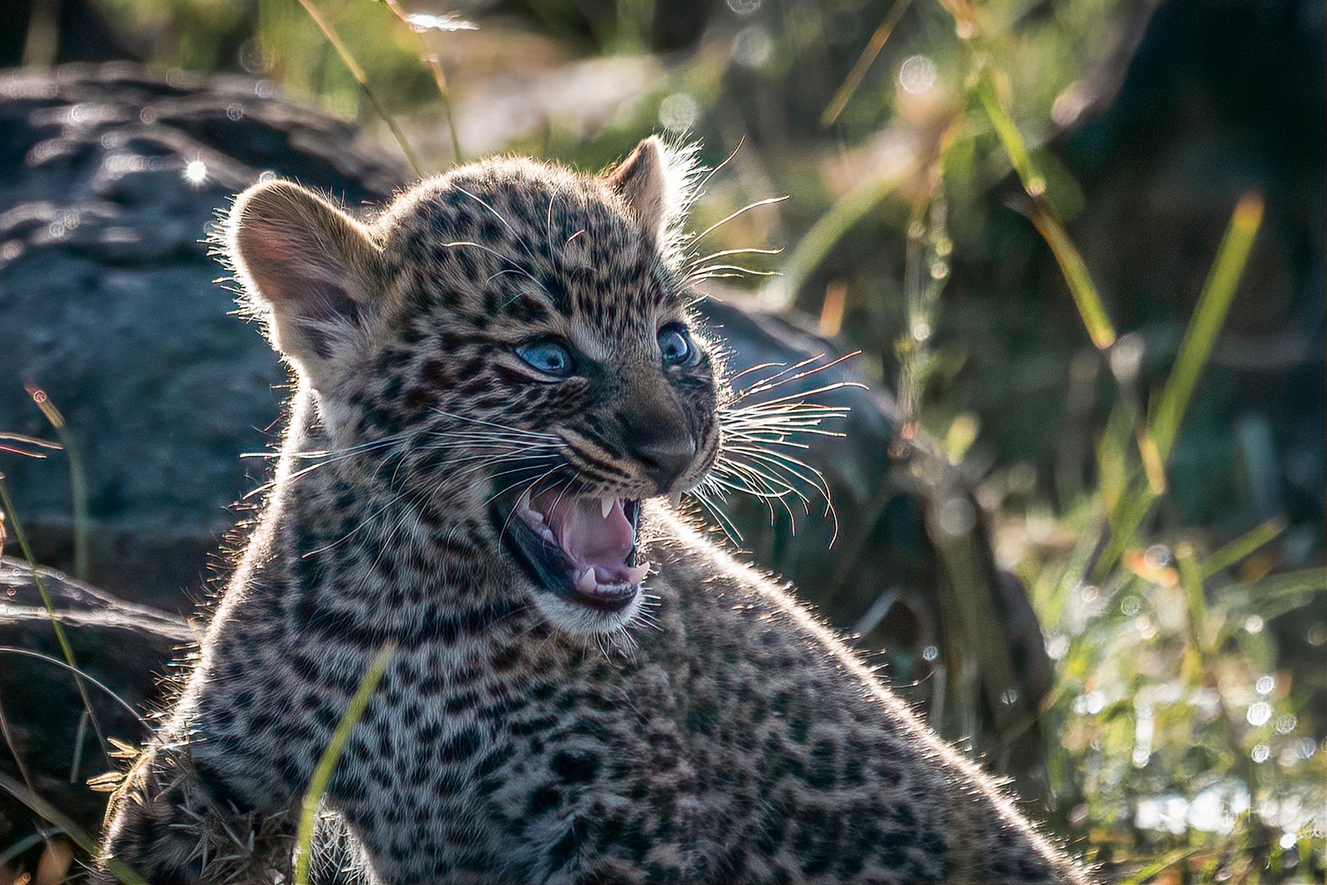 Baby leopard cub with blue eyes roaring HD Wallpaper