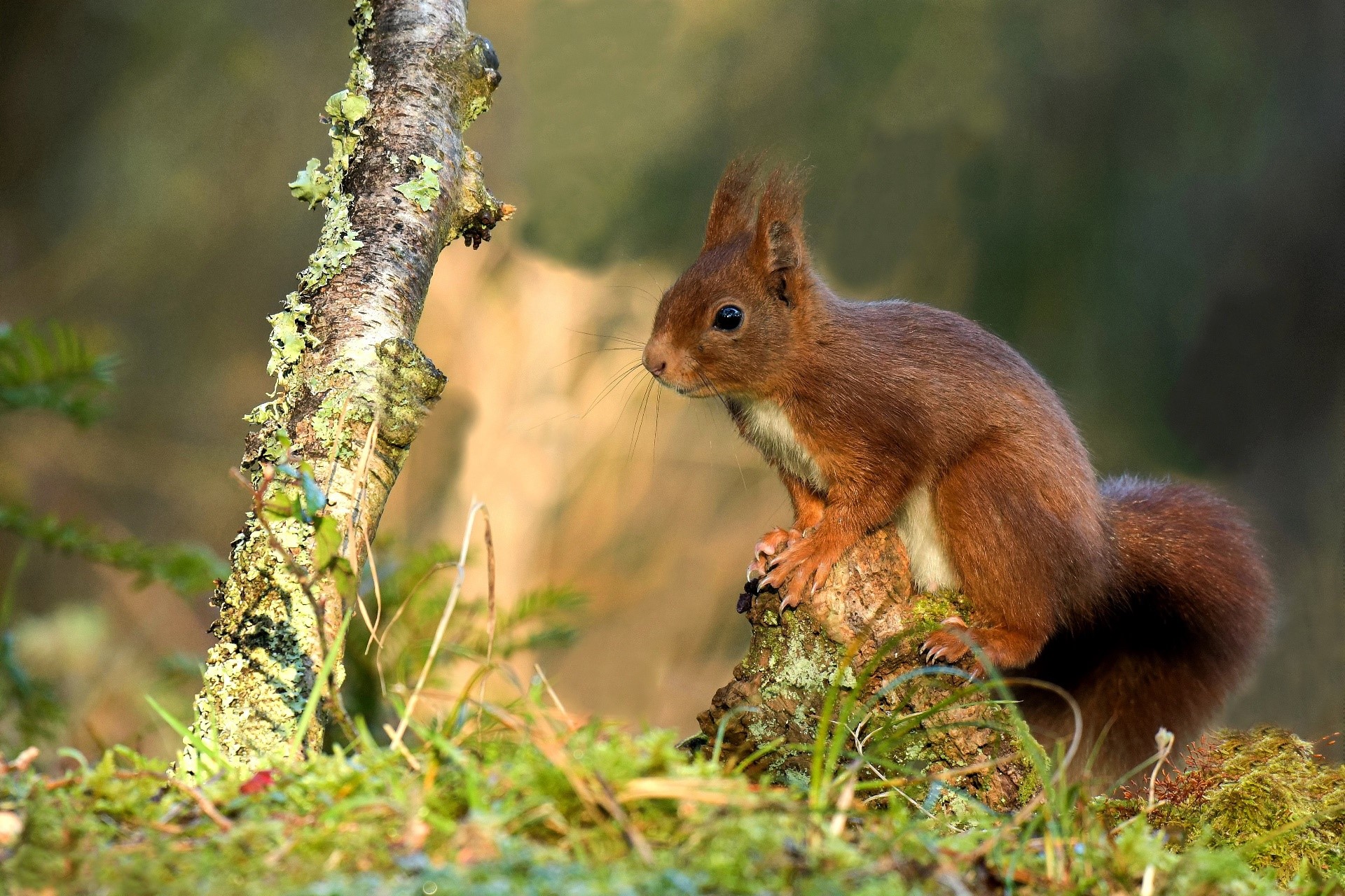 Red squirrel on a mossy log in a forest HD Wallpaper