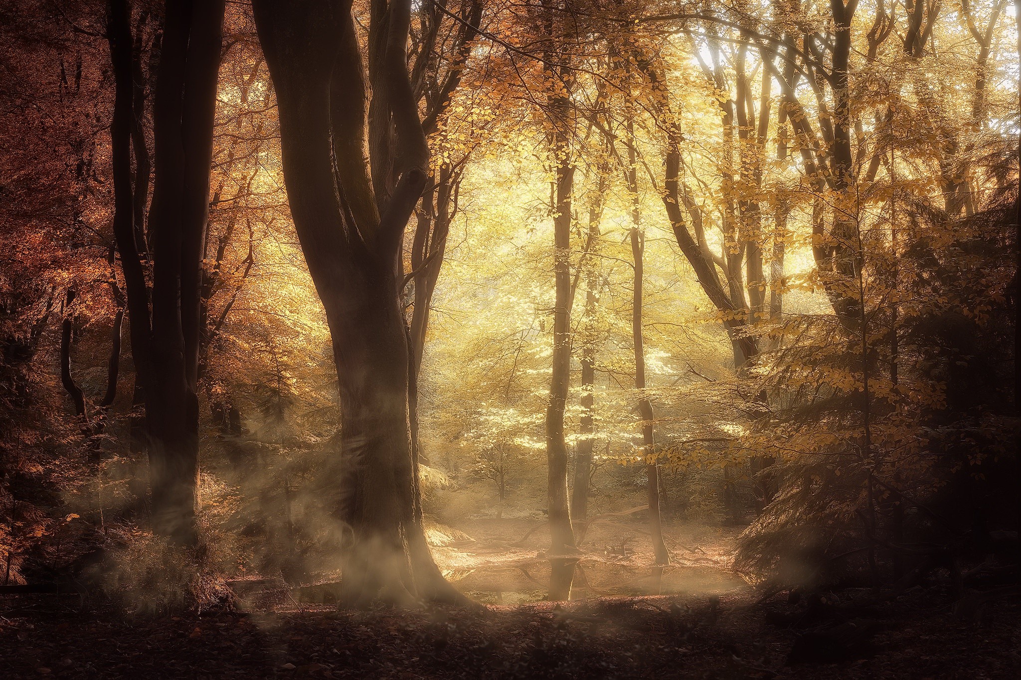 Sunlight filtering through autumn trees in a misty forest HD Wallpaper
