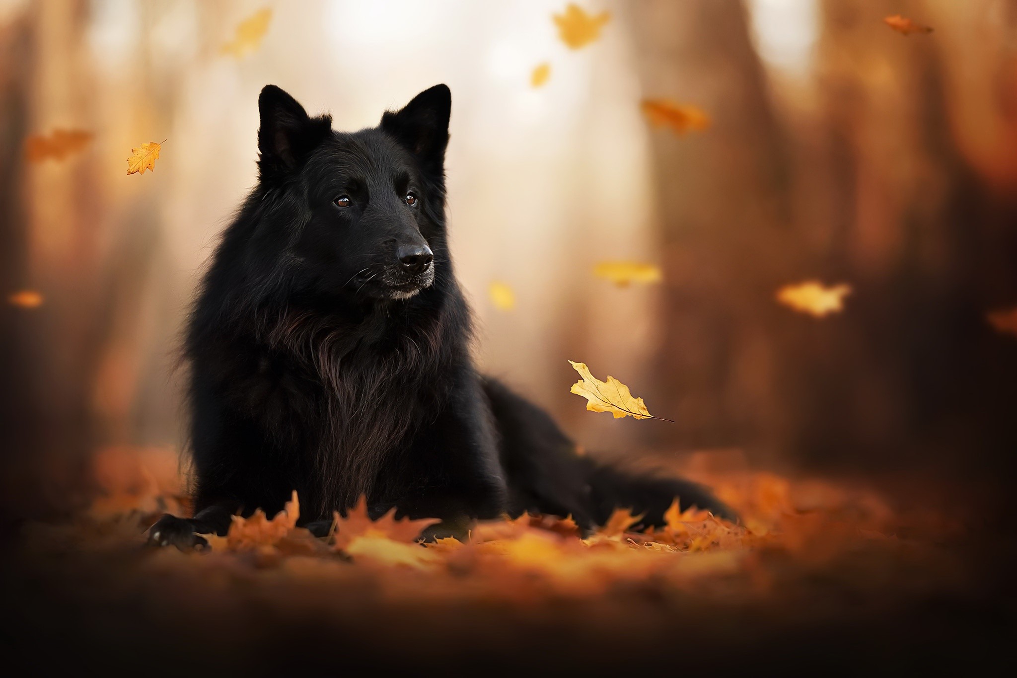 Black Belgian Shepherd dog lying in autumn leaves HD Wallpaper