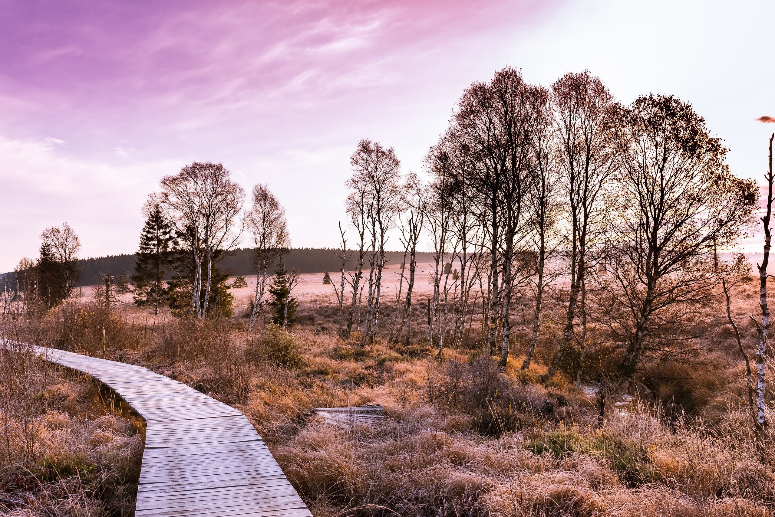Wooden boardwalk through a frosty marsh with bare trees HD Wallpaper