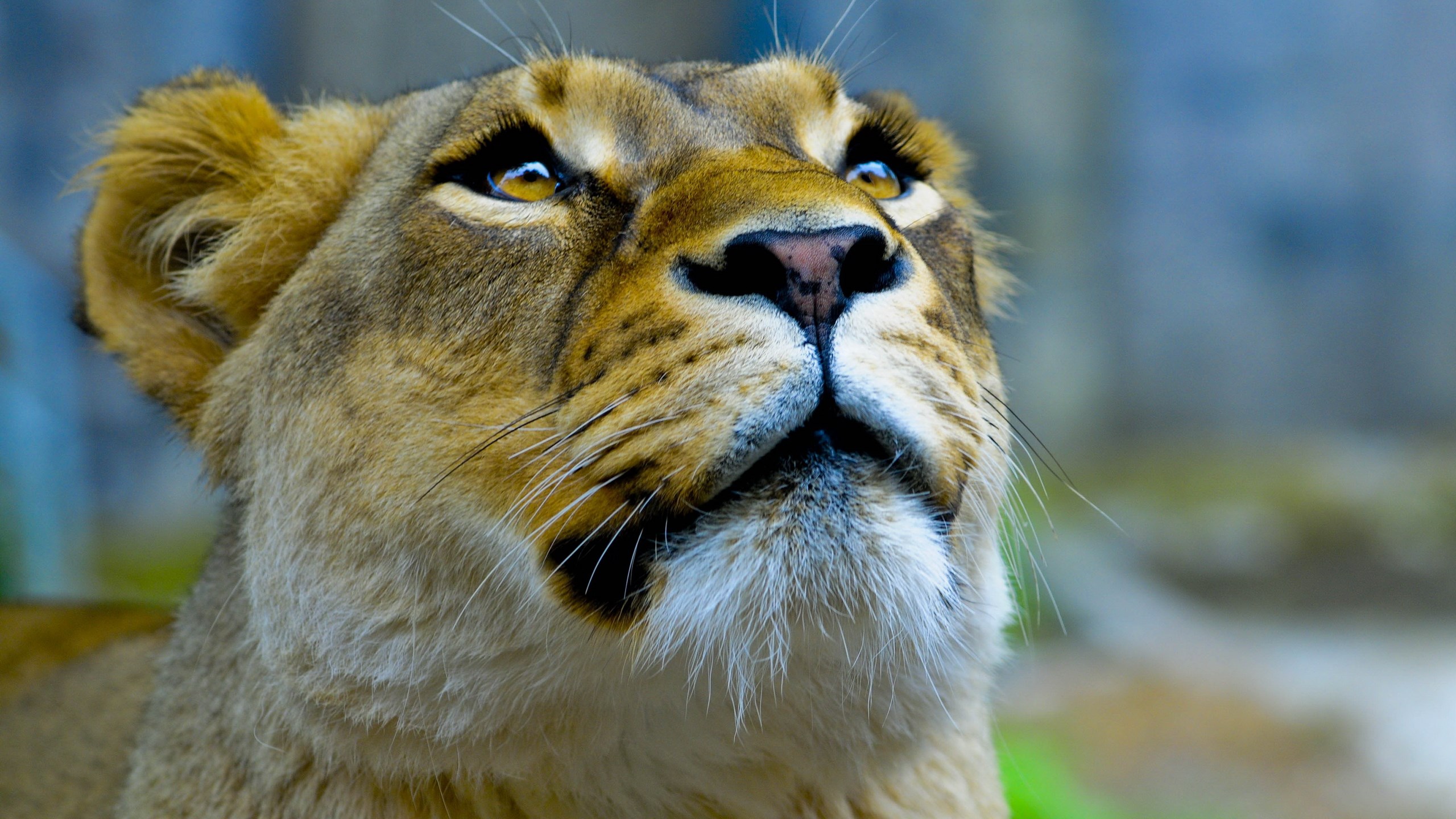 Close-up of a lioness looking up HD Wallpaper