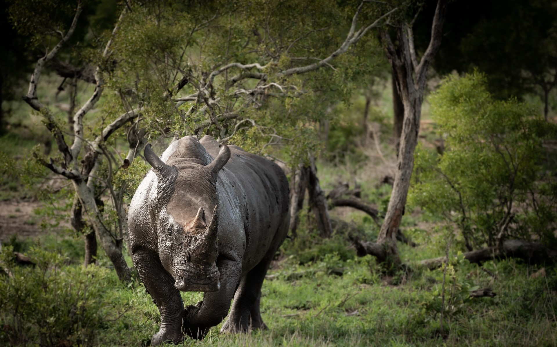 A rhinoceros covered in mud stands in a forest HD Wallpaper