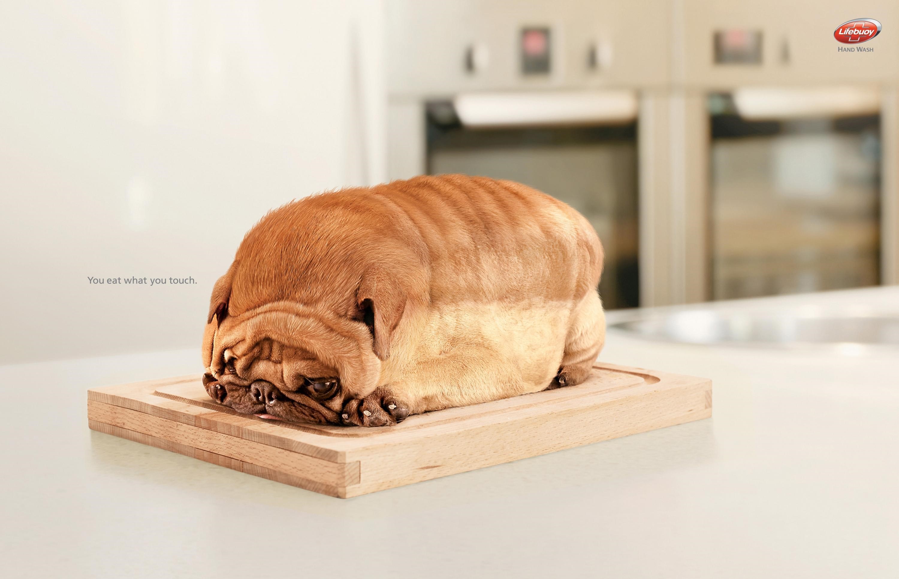 Lifebuoy Hand Wash Advertisement with Dog-Bread HD Wallpaper