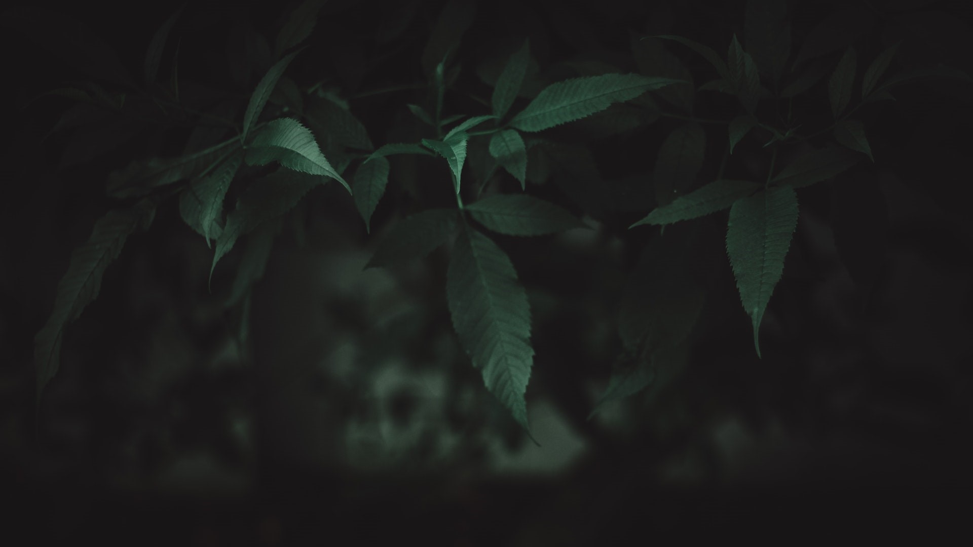 Dark green leaves on a dark background HD Wallpaper