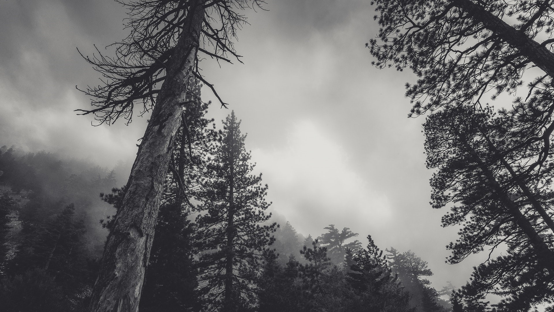 Monochrome low-angle view of a foggy forest with tall trees HD Wallpaper