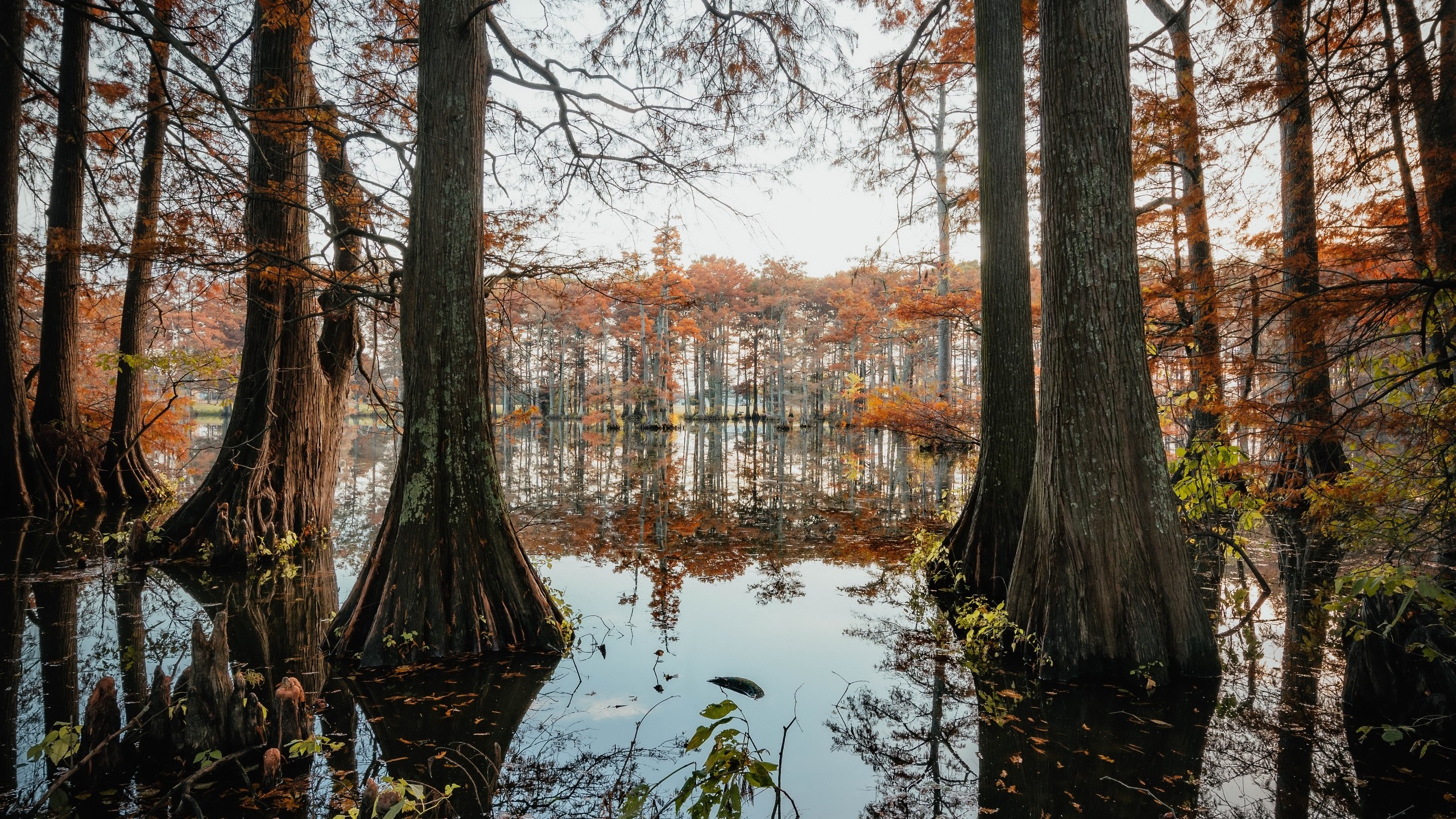 Autumn trees reflected in still water HD Wallpaper