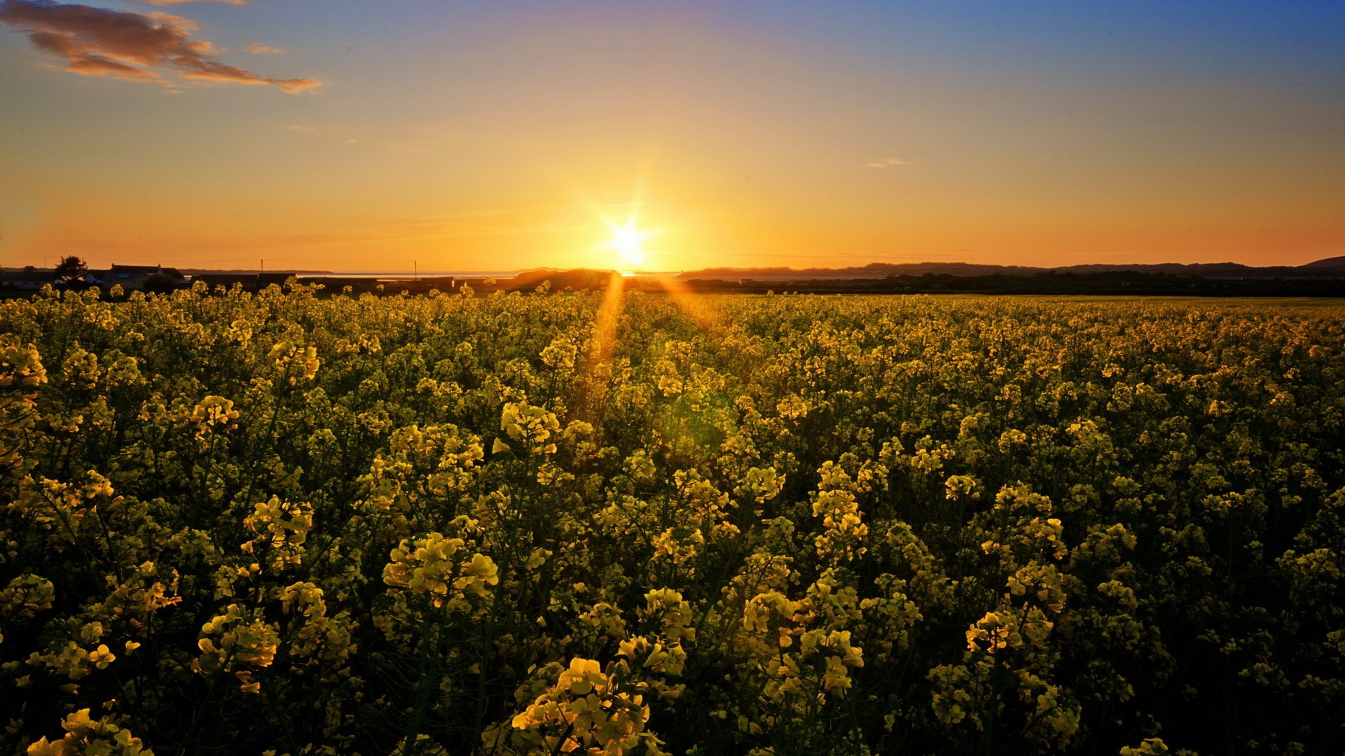 Sunset over a field of yellow flowers HD Wallpaper