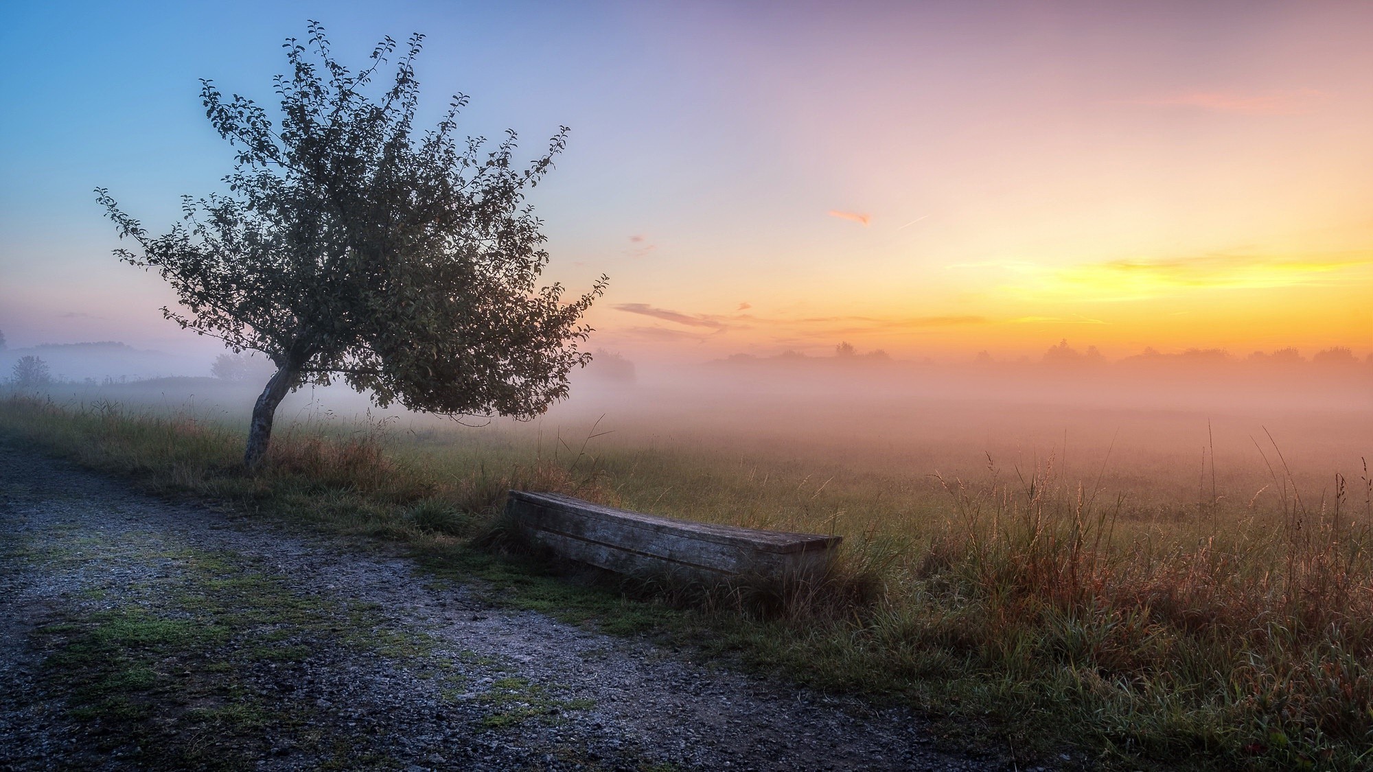 Tree and bench in misty field at sunrise HD Wallpaper