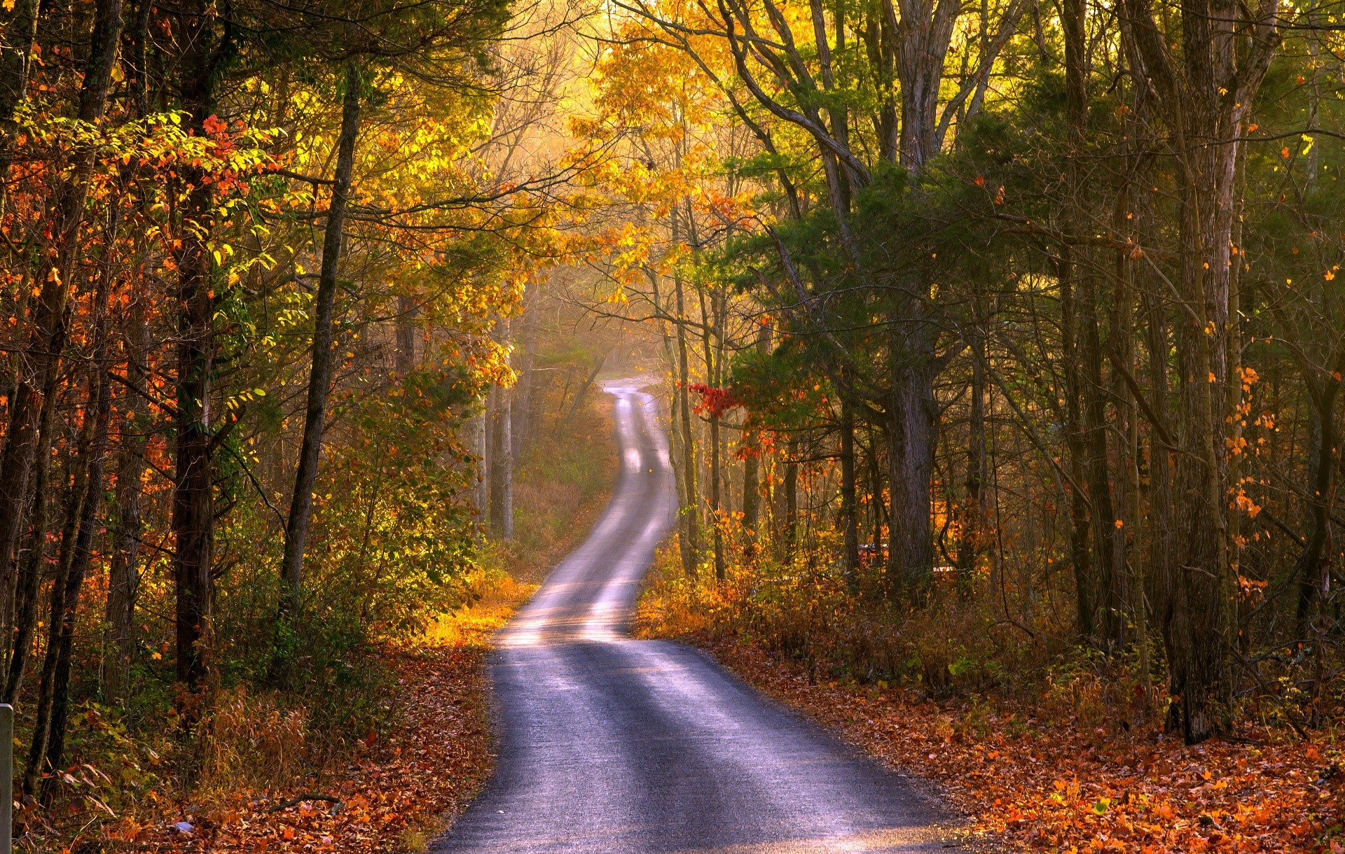 Winding road through autumn forest with fallen leaves HD Wallpaper
