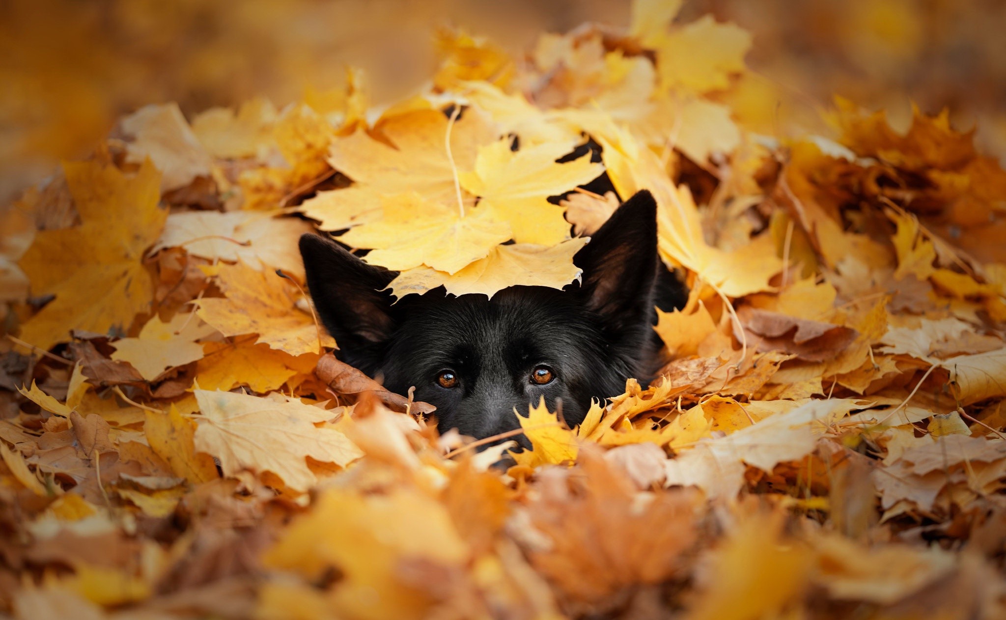 Black German Shepherd dog peeking out from autumn leaves HD Wallpaper