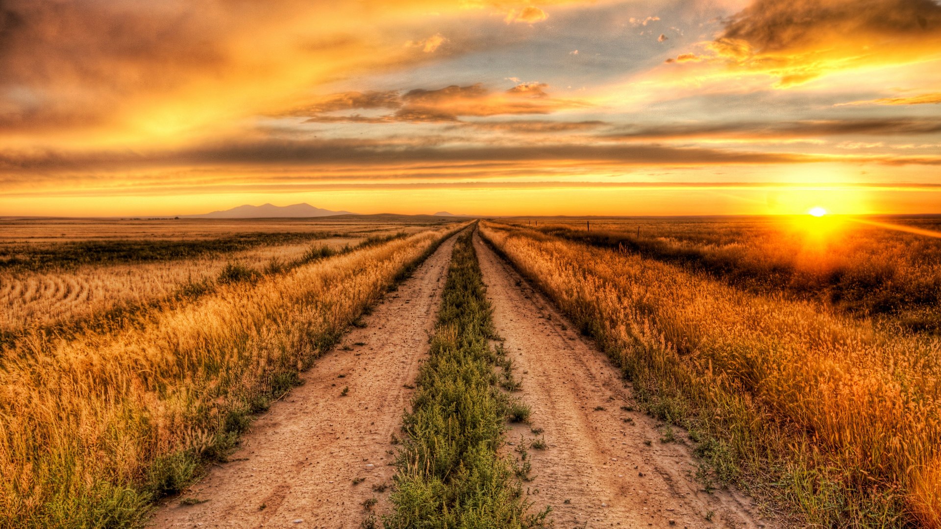 Dirt road through a golden field at sunset HD Wallpaper
